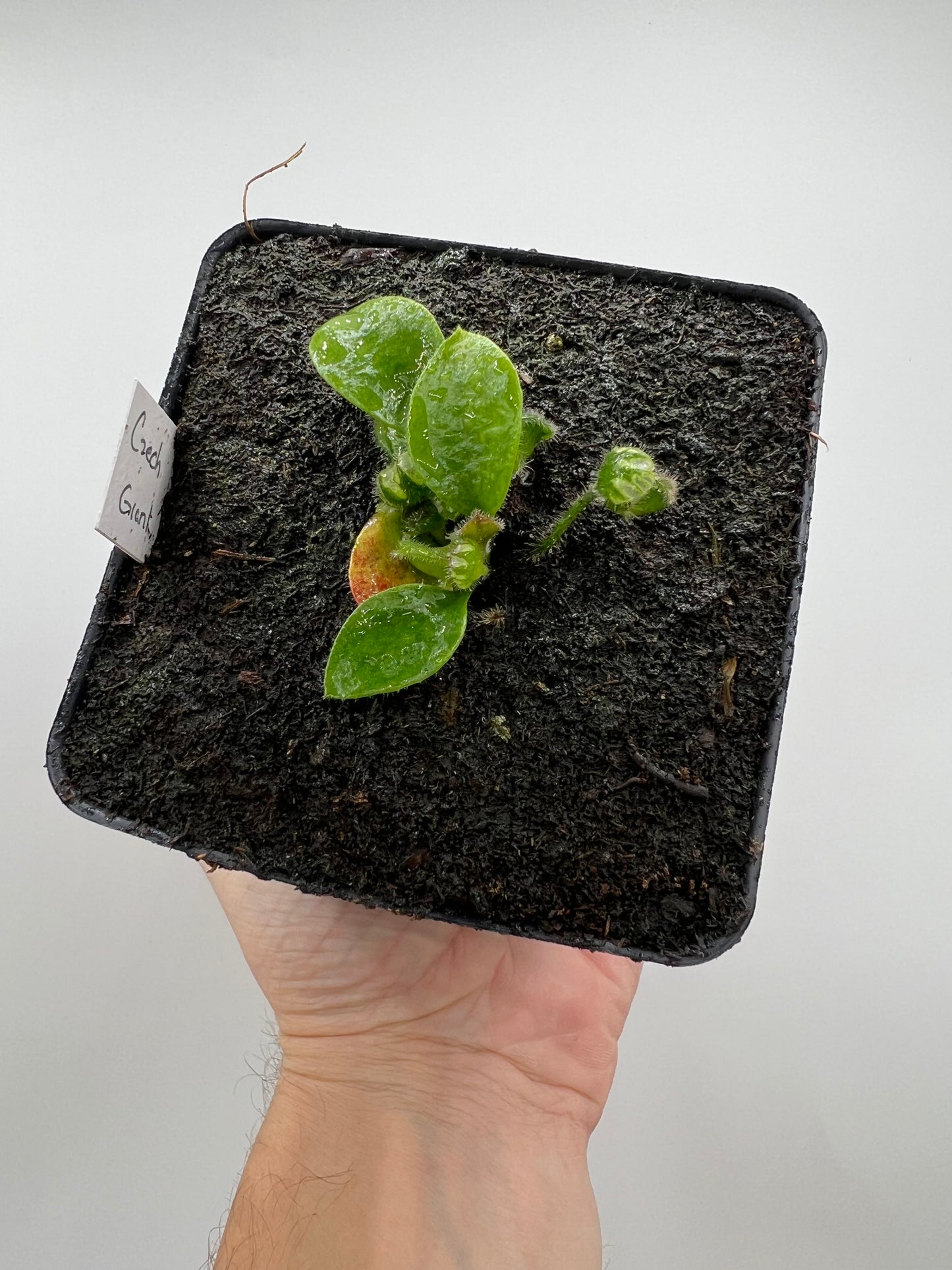Cephalotus follicularis “Czech Giant”