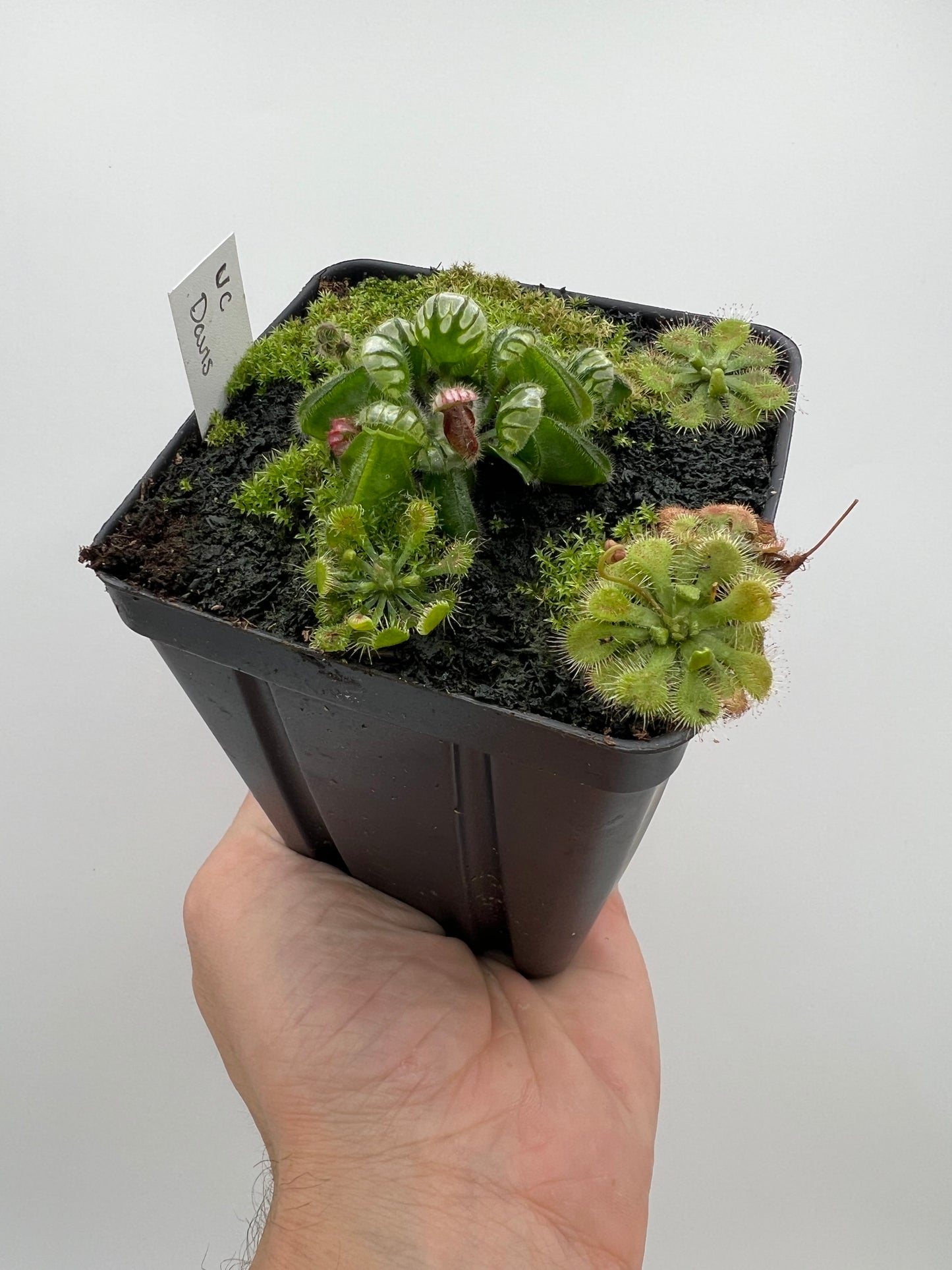 Cephalotus follicularis “UC Davis”