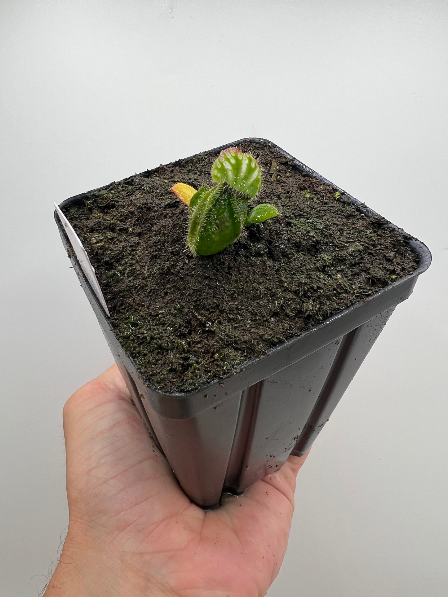 Cephalotus follicularis “Big Boy”