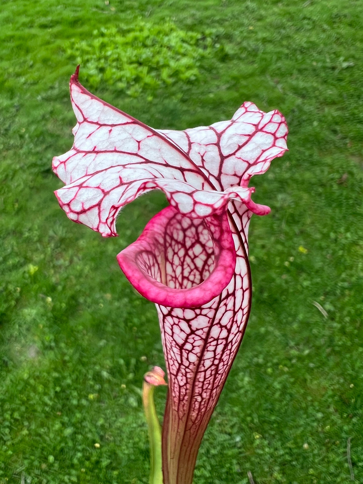 Sarracenia ‘Purple Lips’ x ‘Adrian Slack’