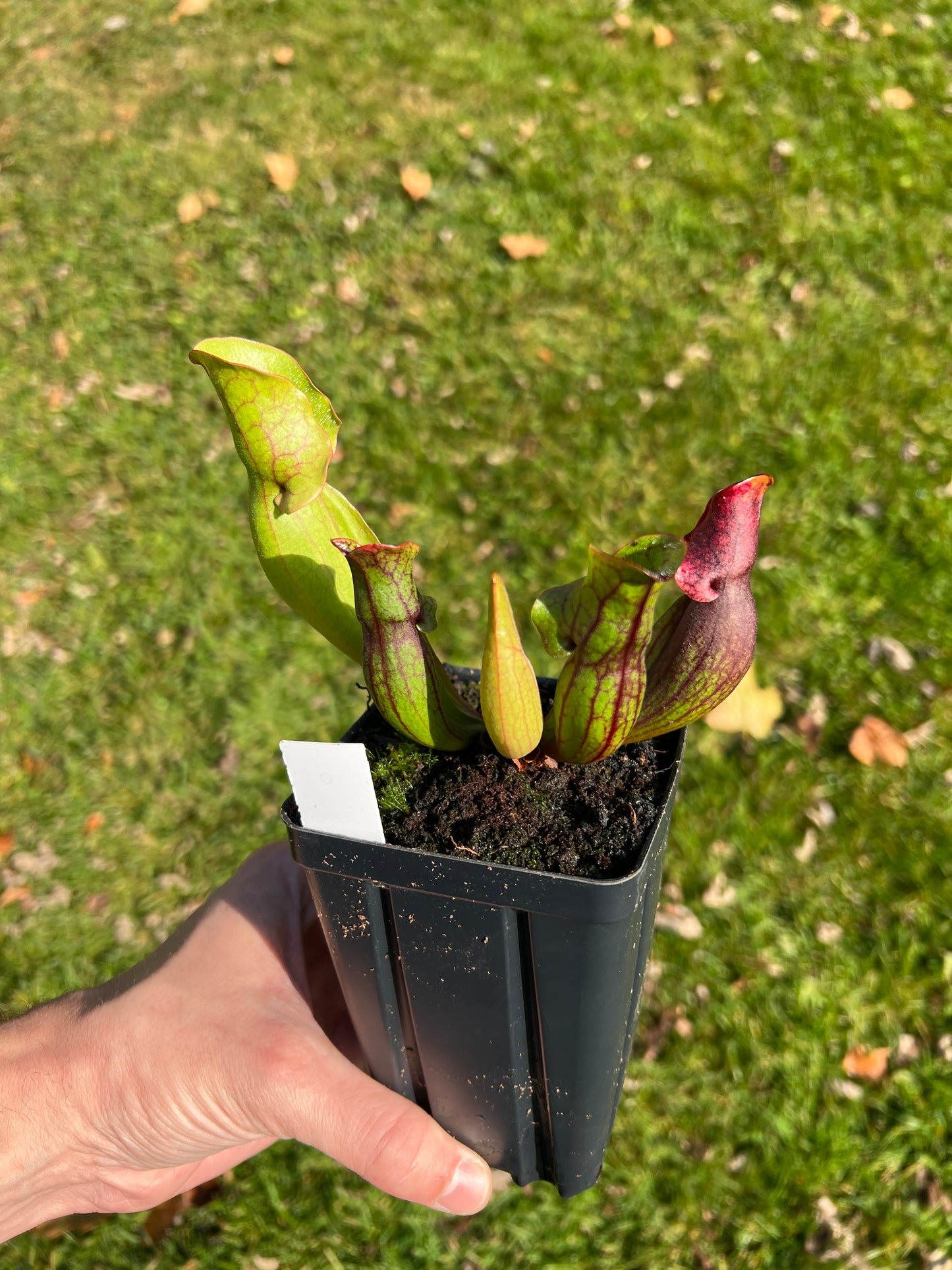 Sarracenia purpurea ssp. purpurea (Centre Co, PA) x (Bruce Co, ON CA) - Seed Grown (LC)
