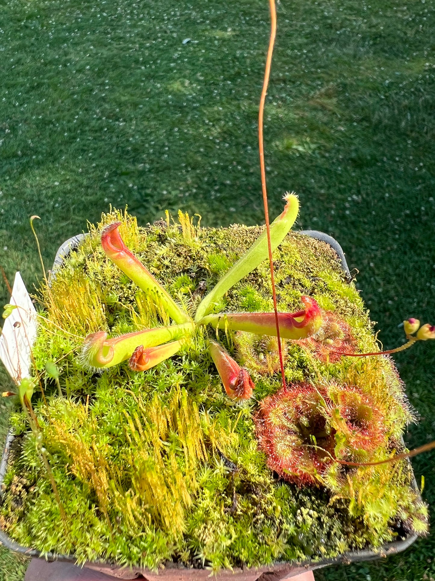 Heliamphora tatei (Cerro Duida) - juvenile