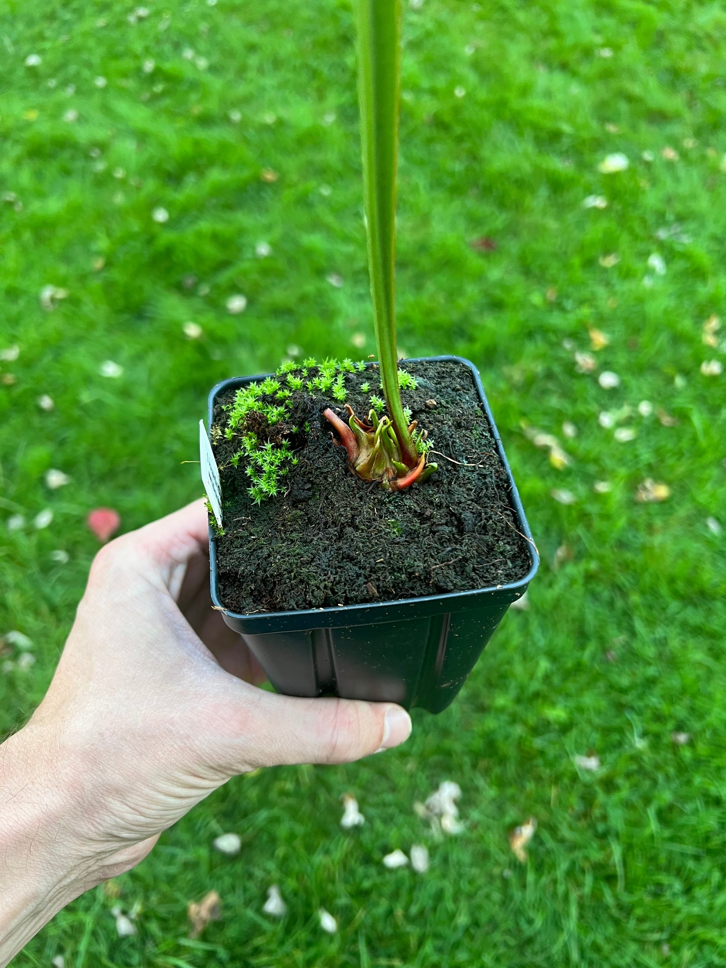 Sarracenia “Hurricane Creek White” - Clone A x self - Seed Grown