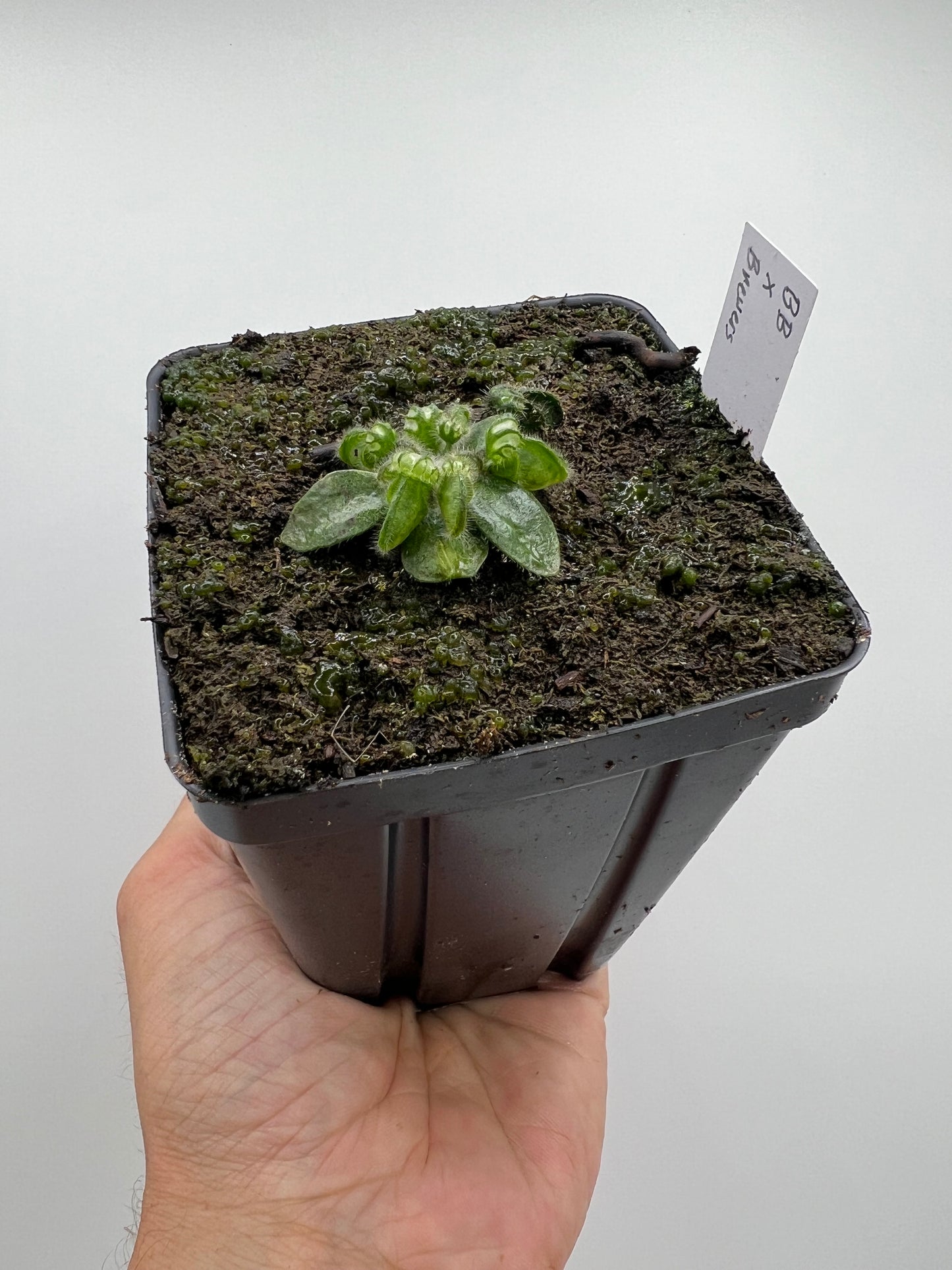Cephalotus follicularis “Brewers Beauty” x “Brewers”