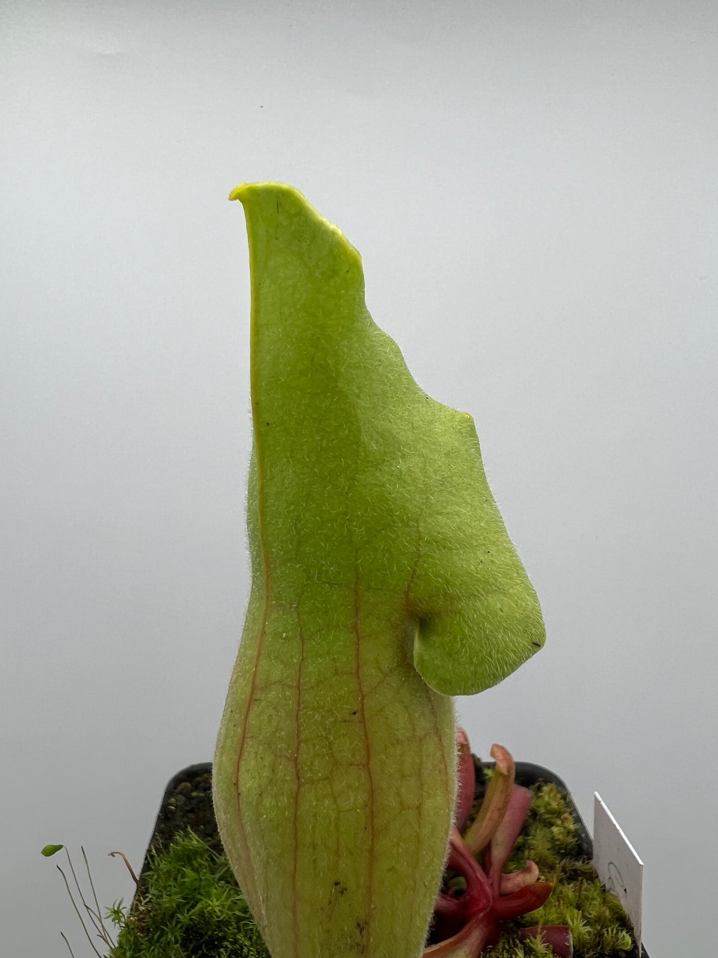 Sarracenia ‘Carolina Yellow Jacket’ - Original Clone
