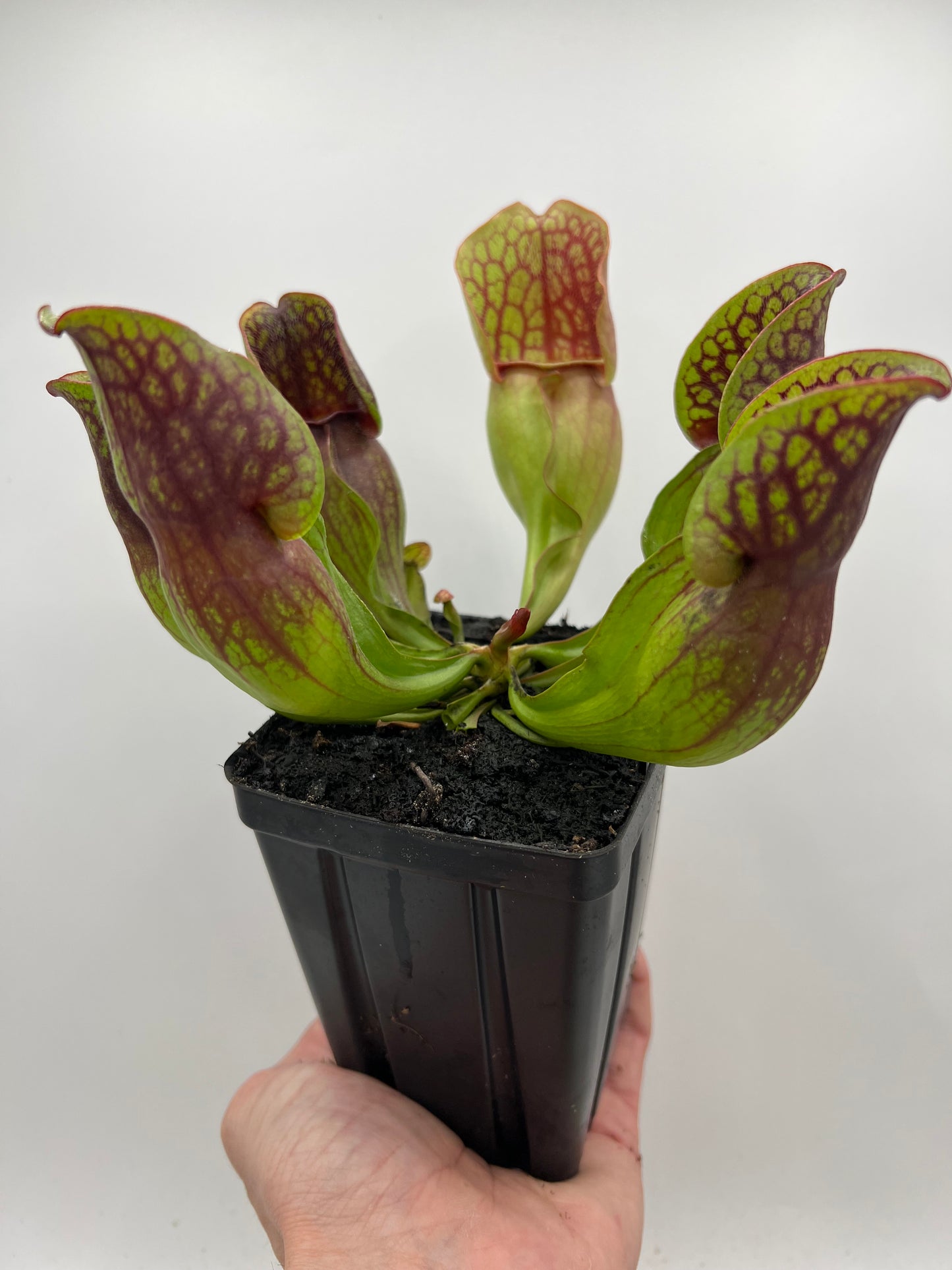 Sarracenia purpurea ssp. purpurea (Centre Co, PA) - Seed Grown #96