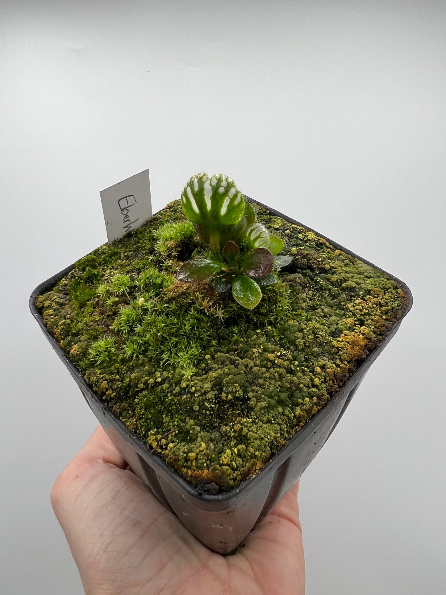 Cephalotus follicularis “Dr. Eberhard König”