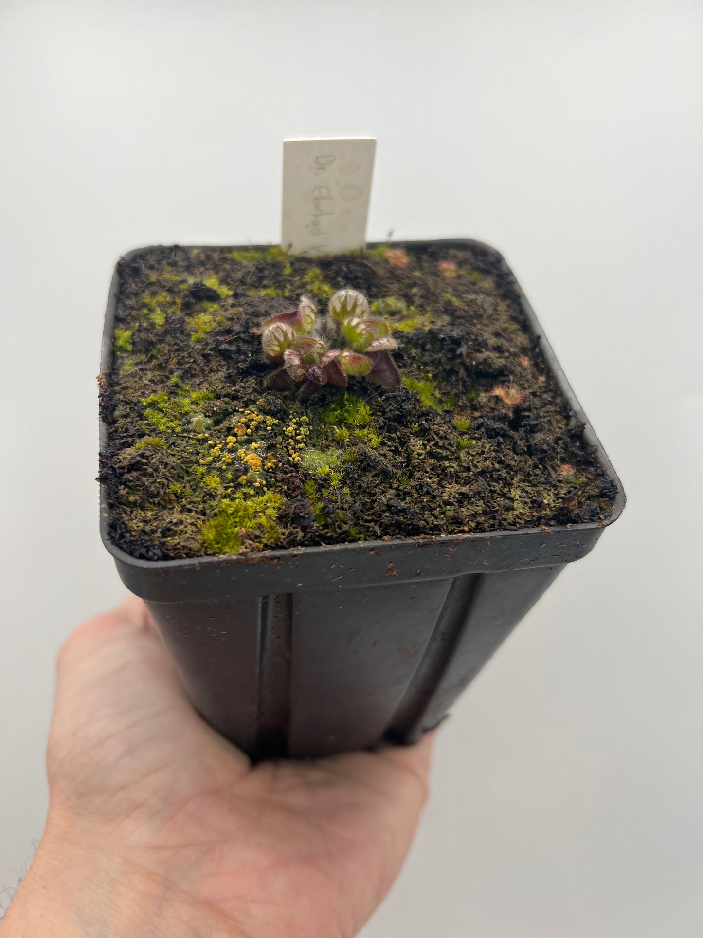 Cephalotus follicularis “Dr. Eberhard König”