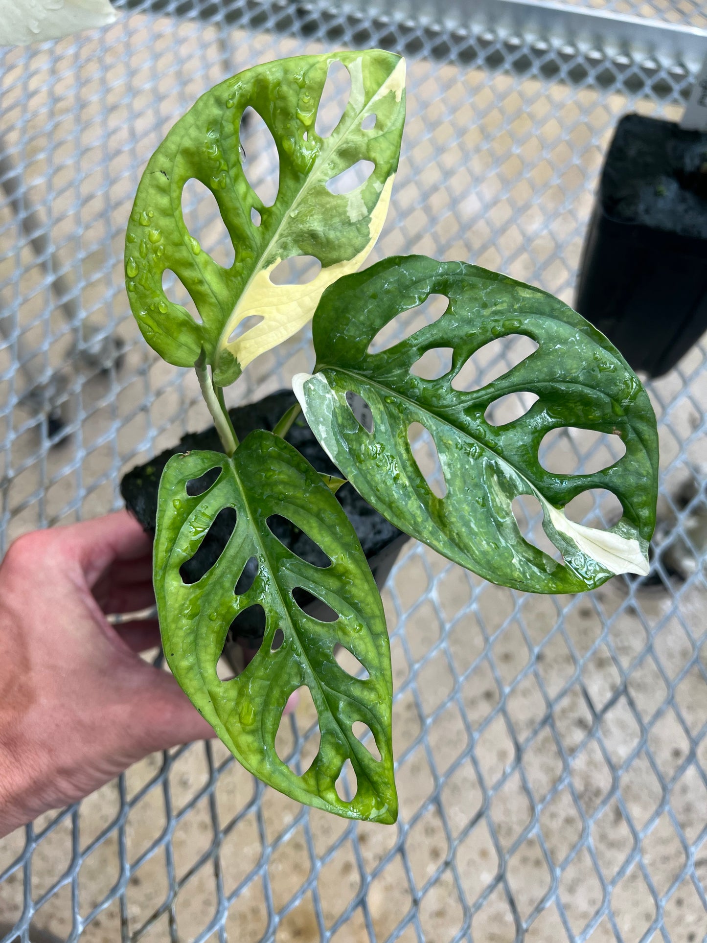 Monstera adansonii “Tricolor” LC