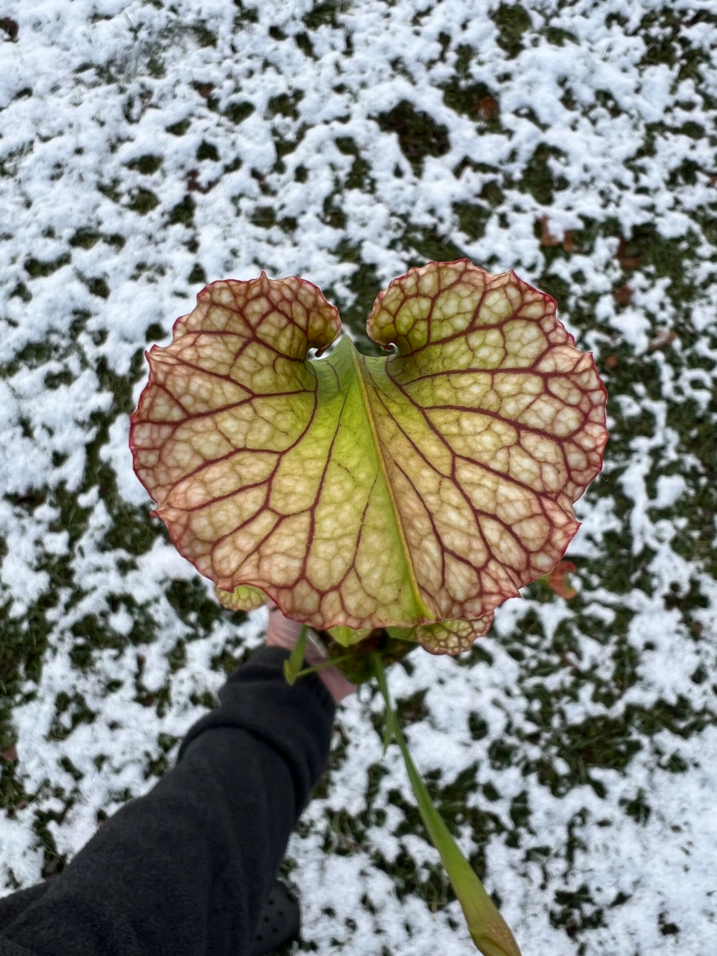 Sarracenia ‘Leah Wilkerson’ x ‘Adrian Slack’