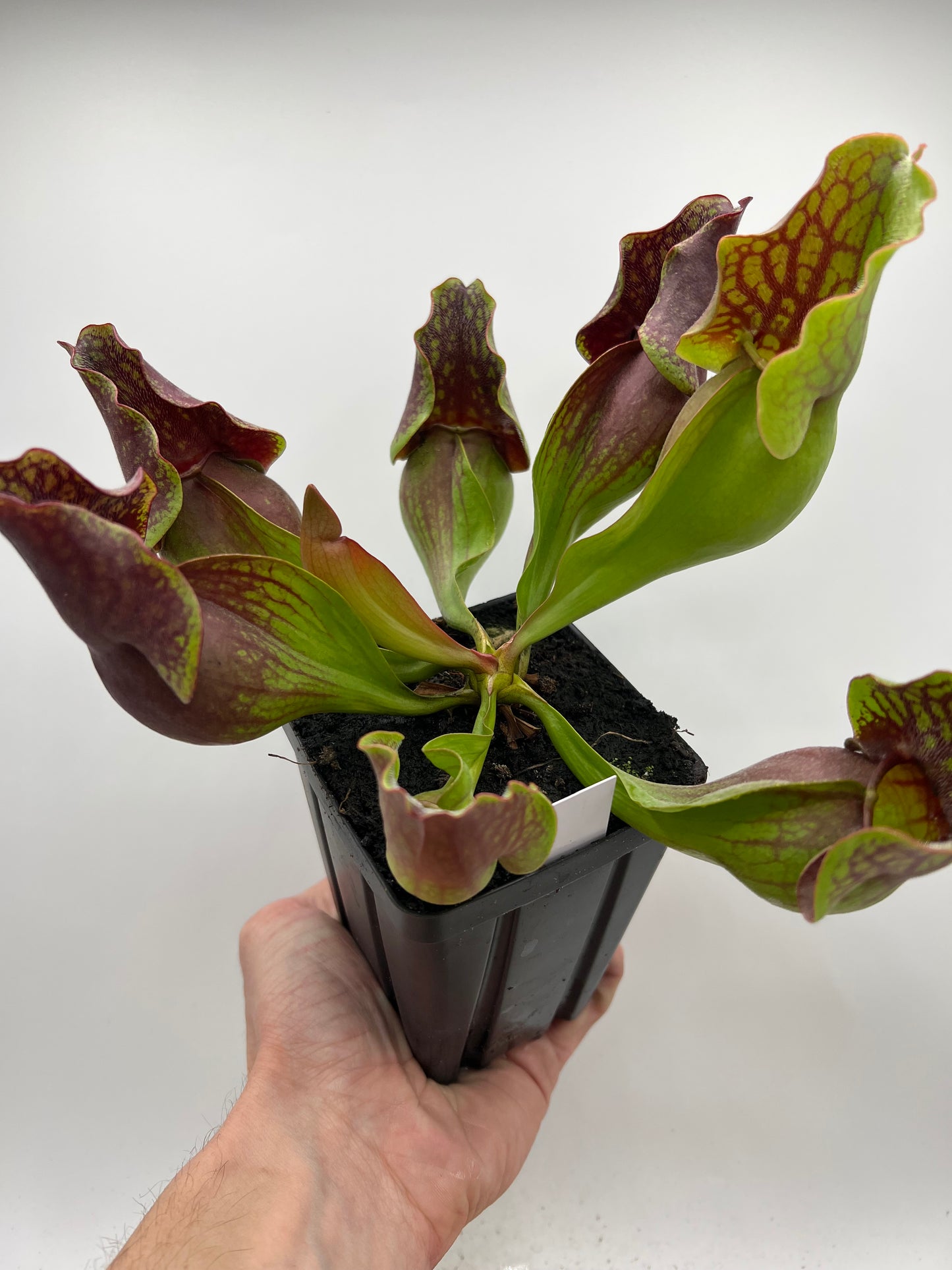 Sarracenia purpurea ssp. purpurea (Centre Co, PA) - Seed Grown #98