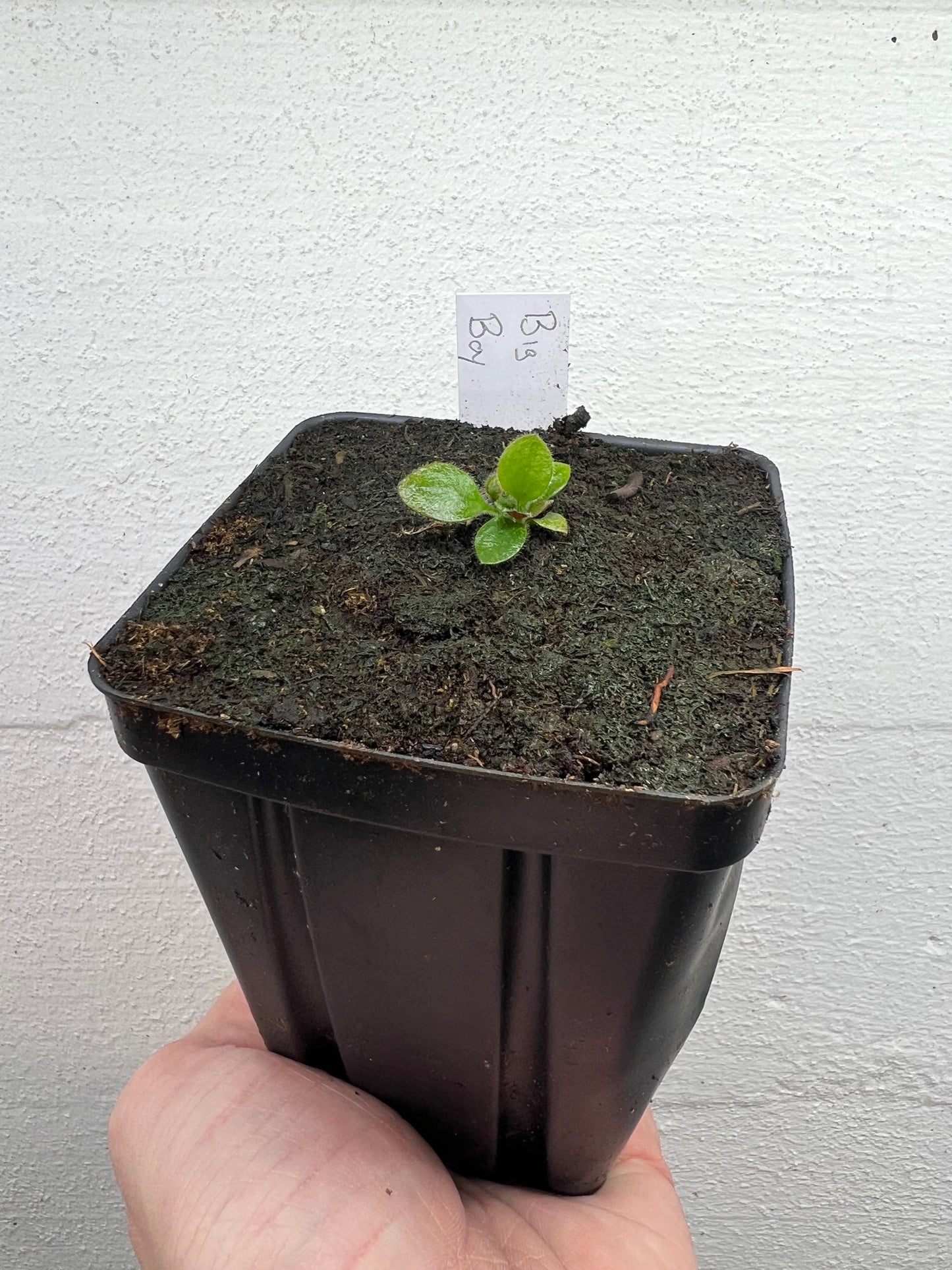 Cephalotus follicularis “Big Boy”