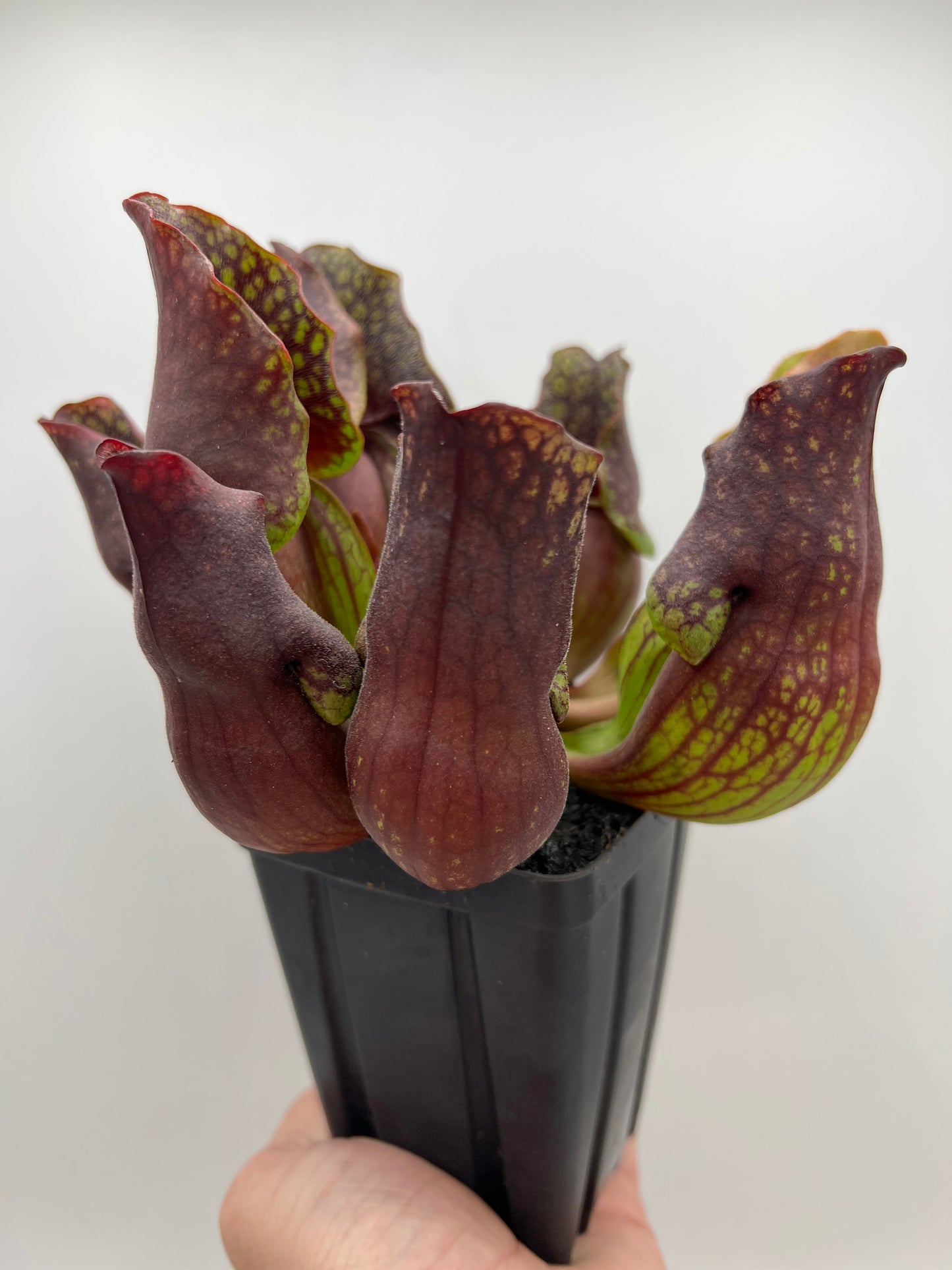 Sarracenia purpurea ssp. purpurea (Centre Co, PA) - Seed Grown #110