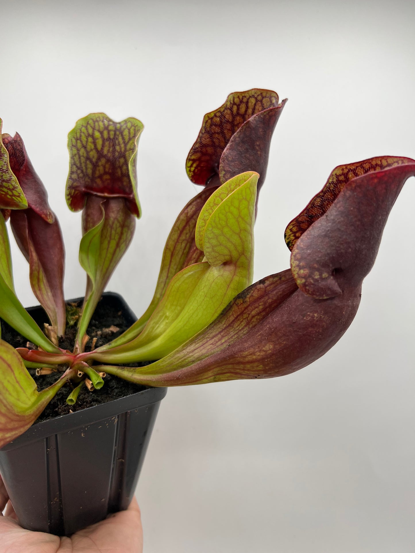 Sarracenia purpurea ssp. purpurea (Centre Co, PA) - Seed Grown #93