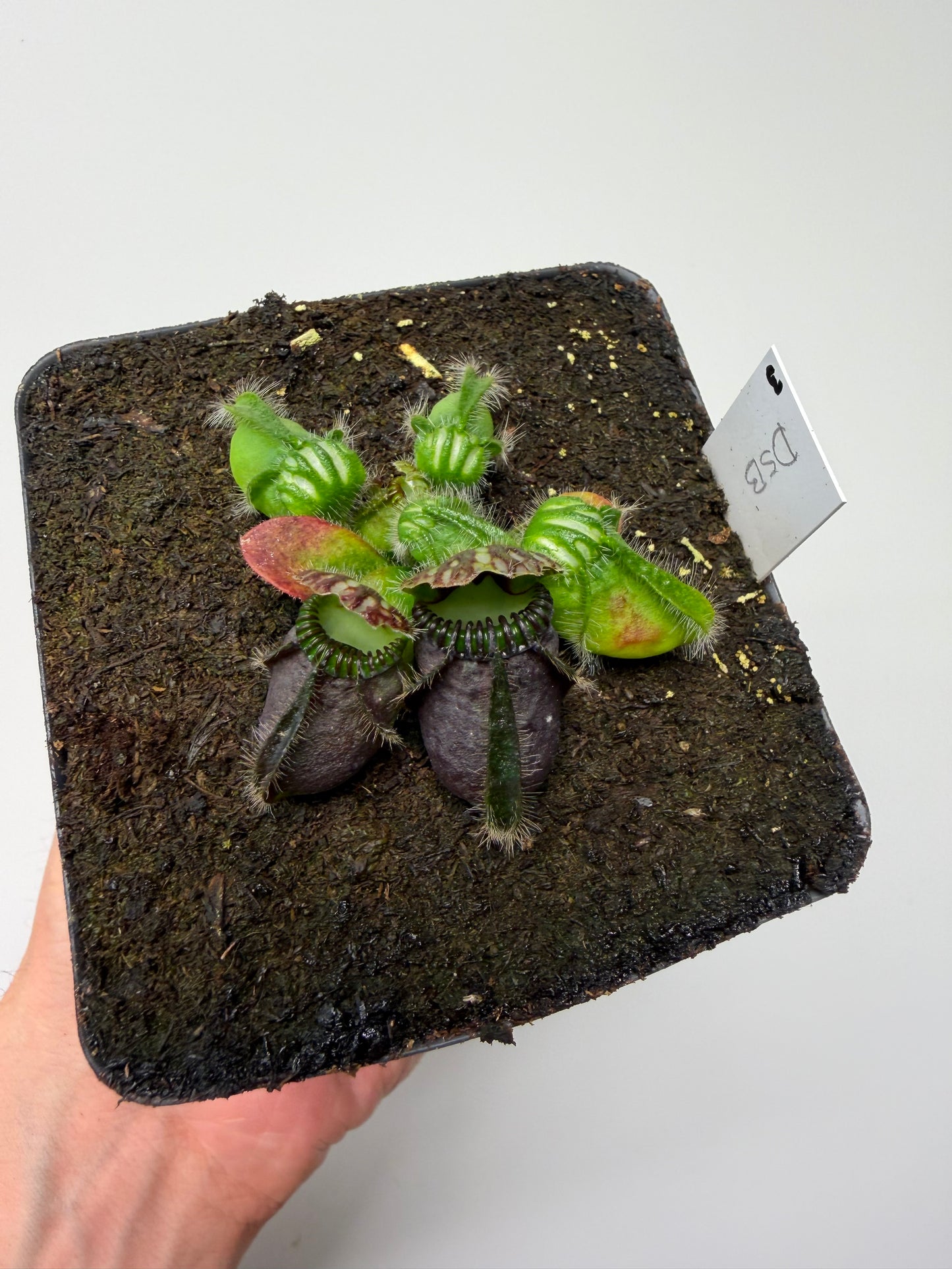 Cephalotus follicularis “David Švarc Black” - *Rare* (3)
