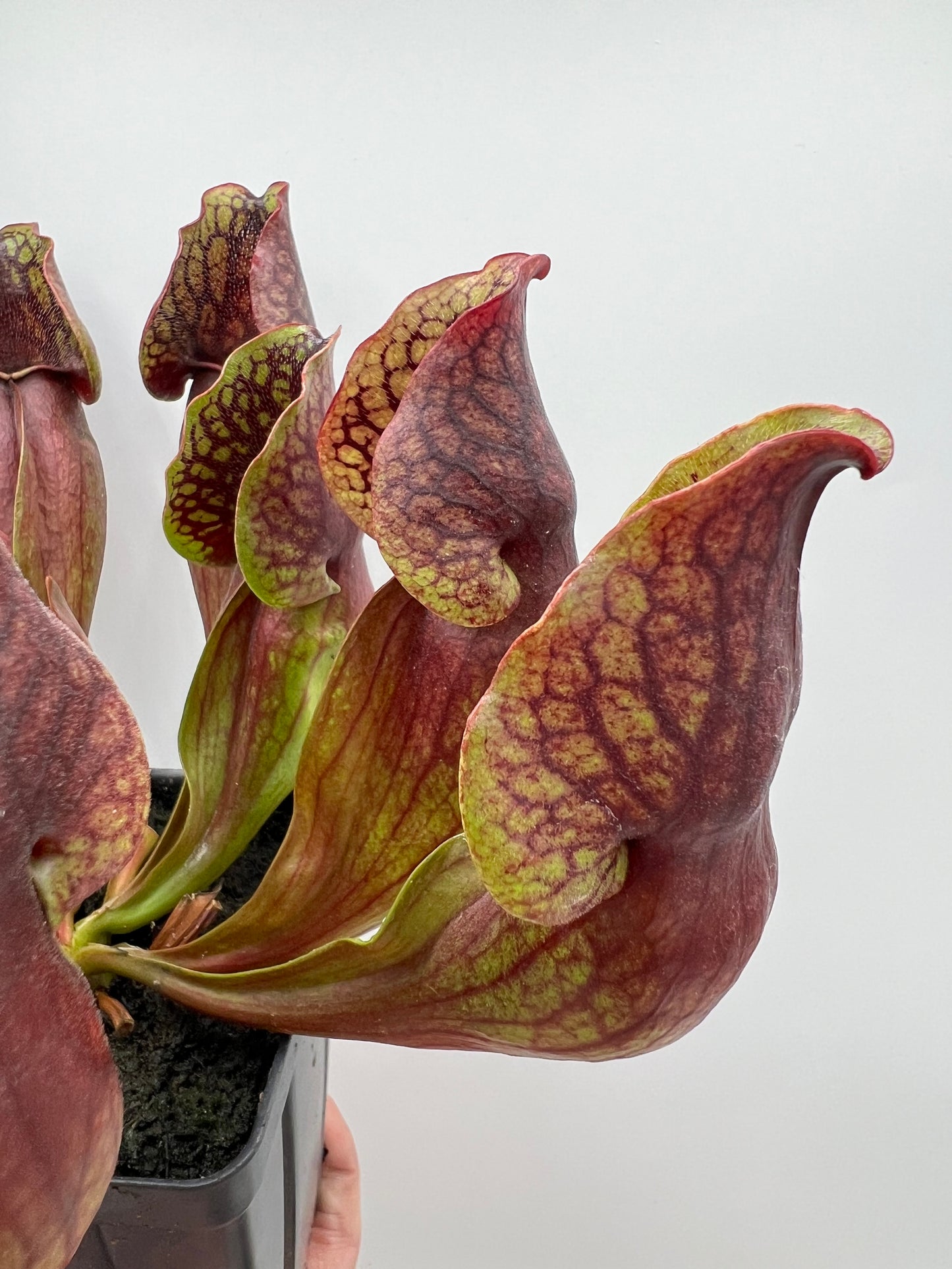 Sarracenia purpurea ssp. purpurea (Centre Co, PA) - Seed Grown #97