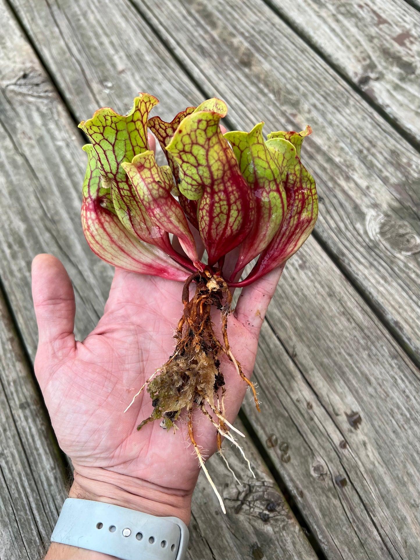 Sarracenia ‘Belly of Blood’ - Large, Fresh Divisions