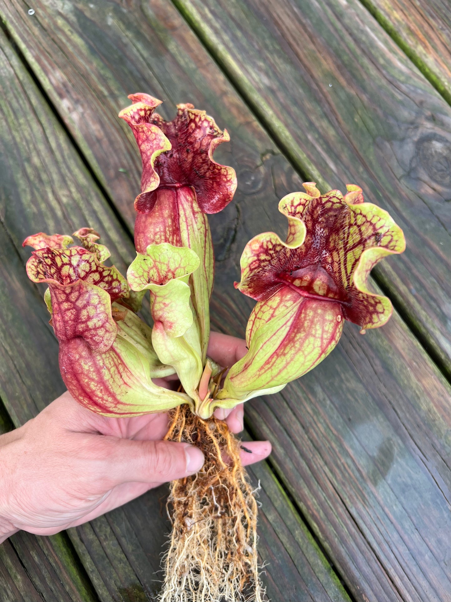 Sarracenia purpurea “Rufflestiltskin”