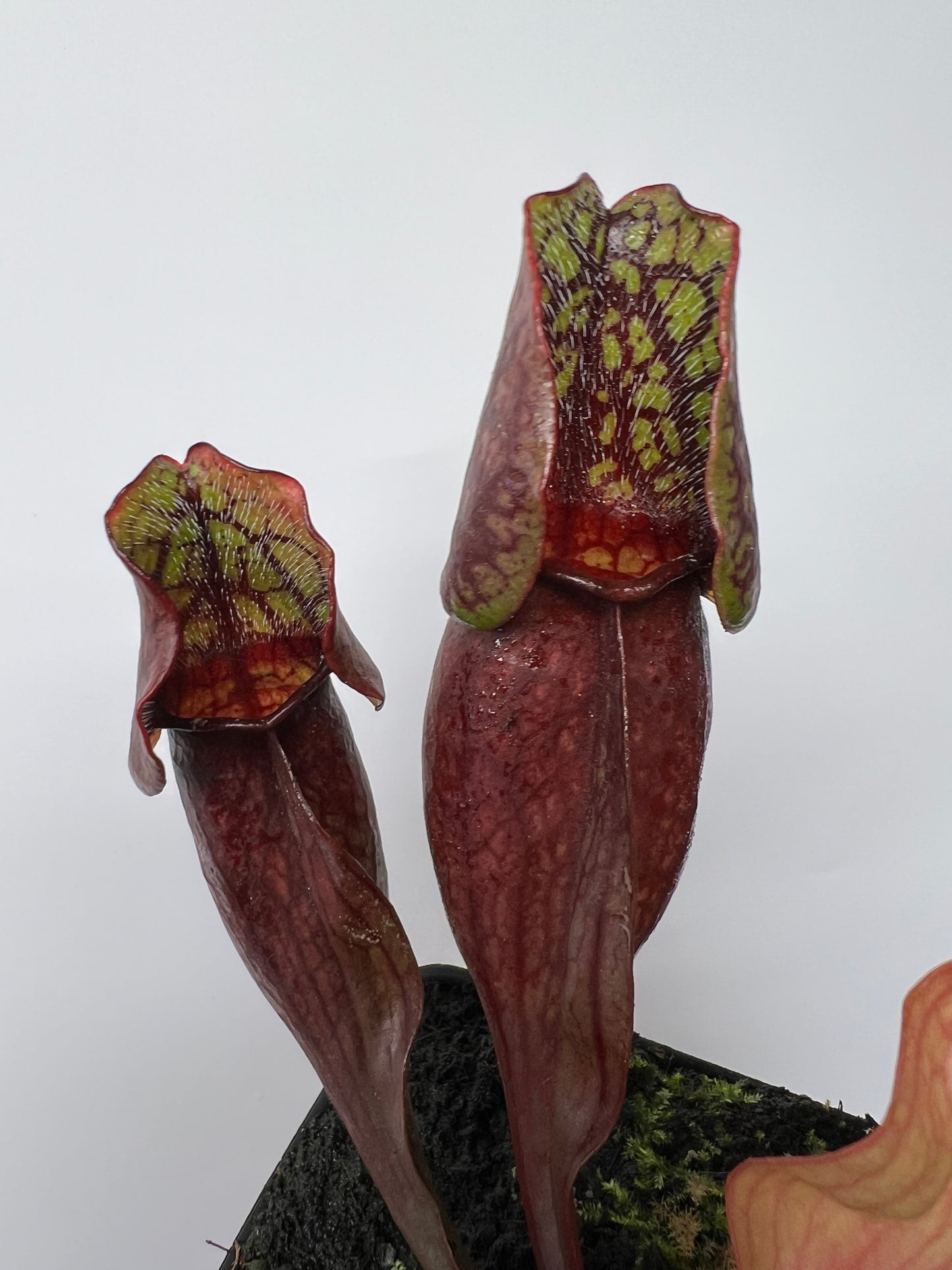 Sarracenia purpurea ssp. purpurea (Pike County, PA) - *Rare* - Seed Grown #7