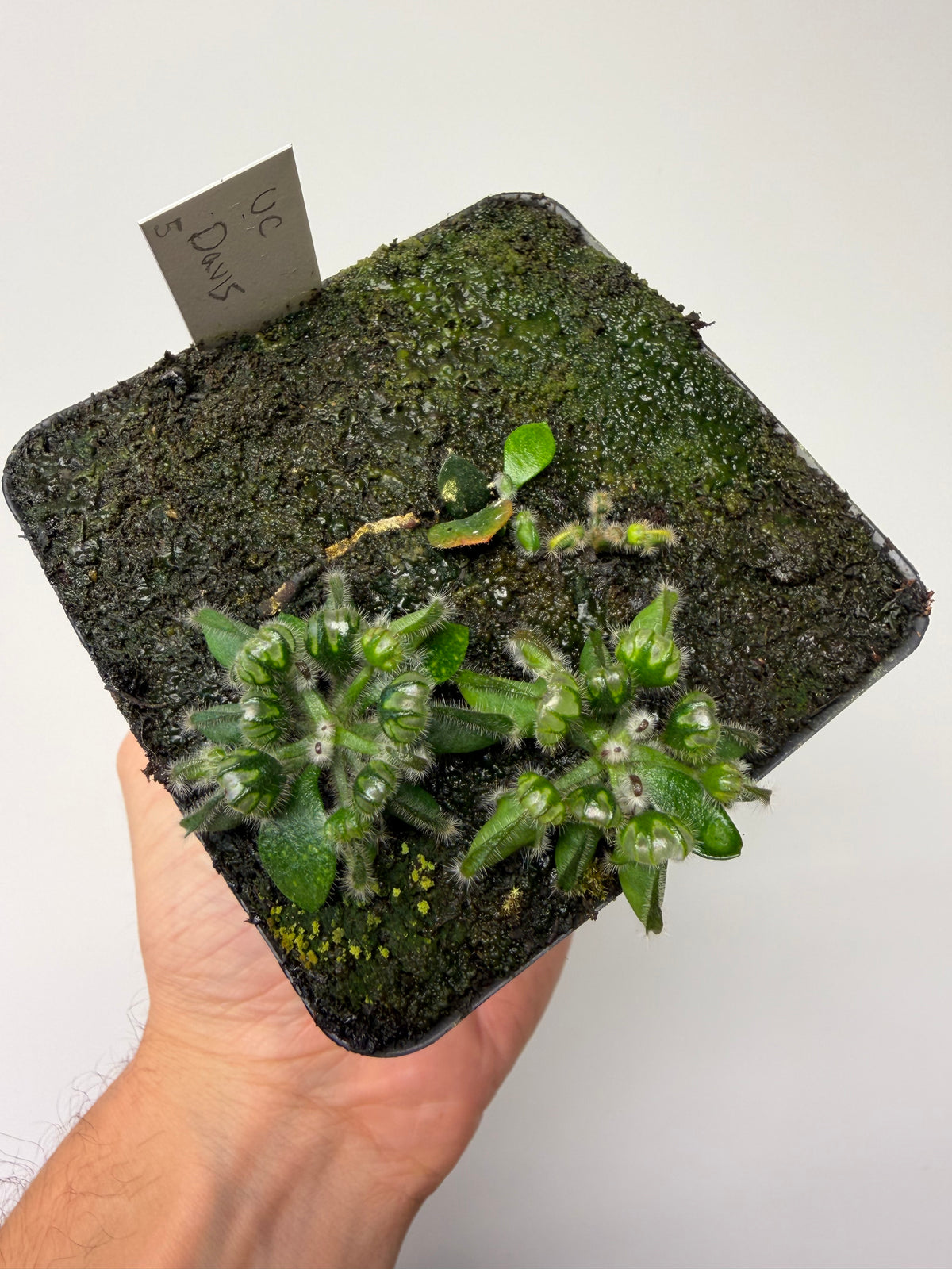 Cephalotus follicularis “UC Davis” #5