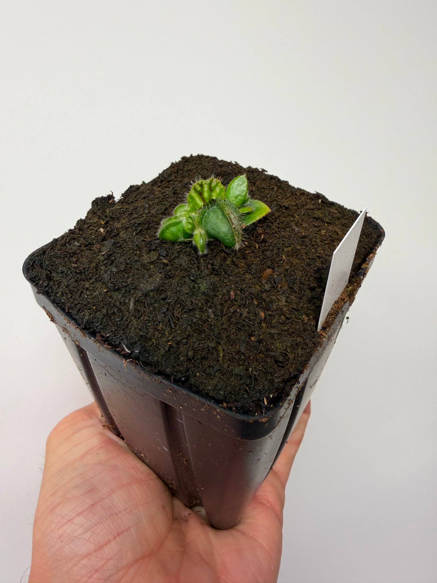 Cephalotus follicularis “Harald Weiner Giant” (aka True Giant) - *Rare*