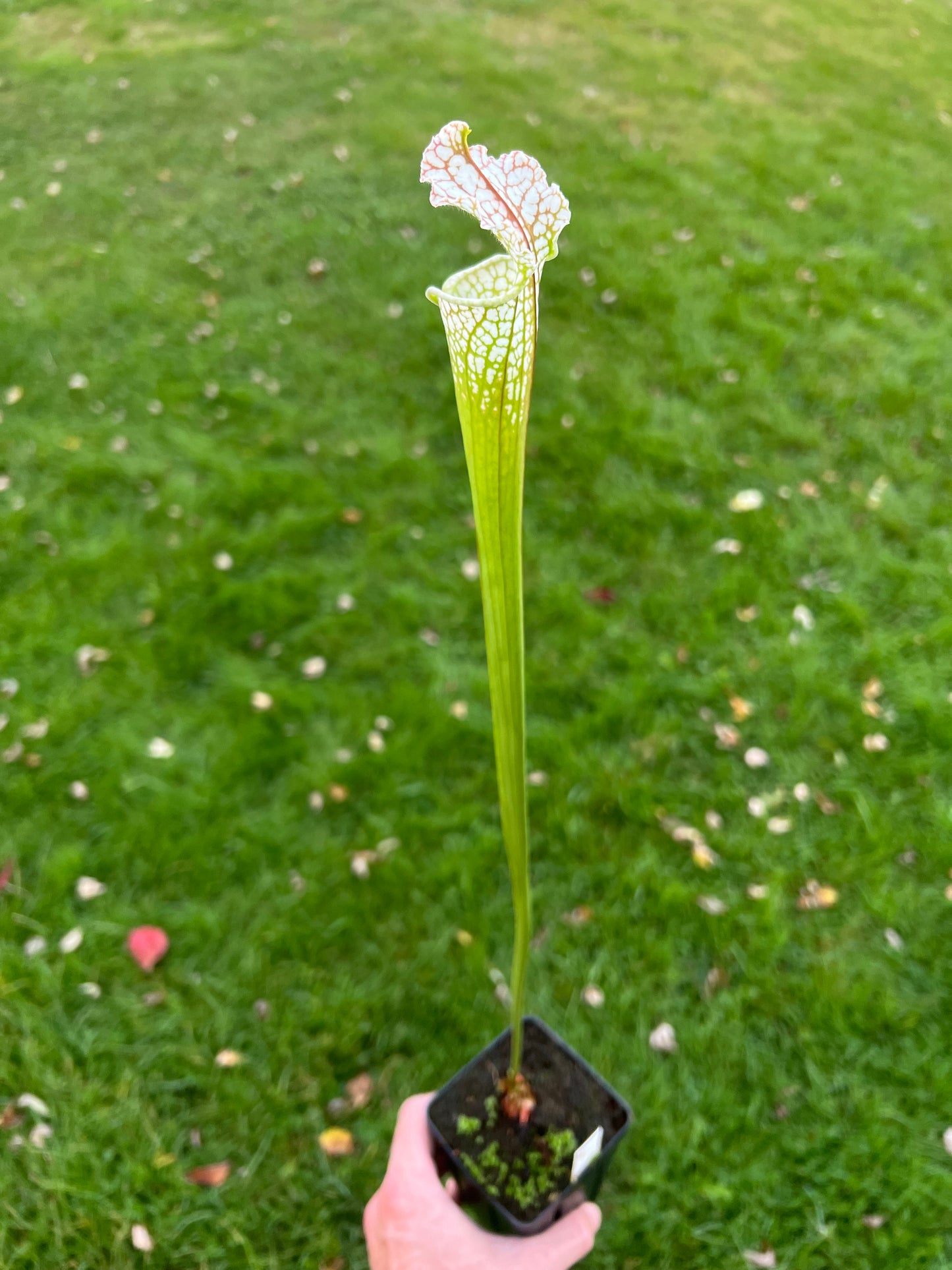 Sarracenia “Hurricane Creek White” - Clone A x self - Seed Grown
