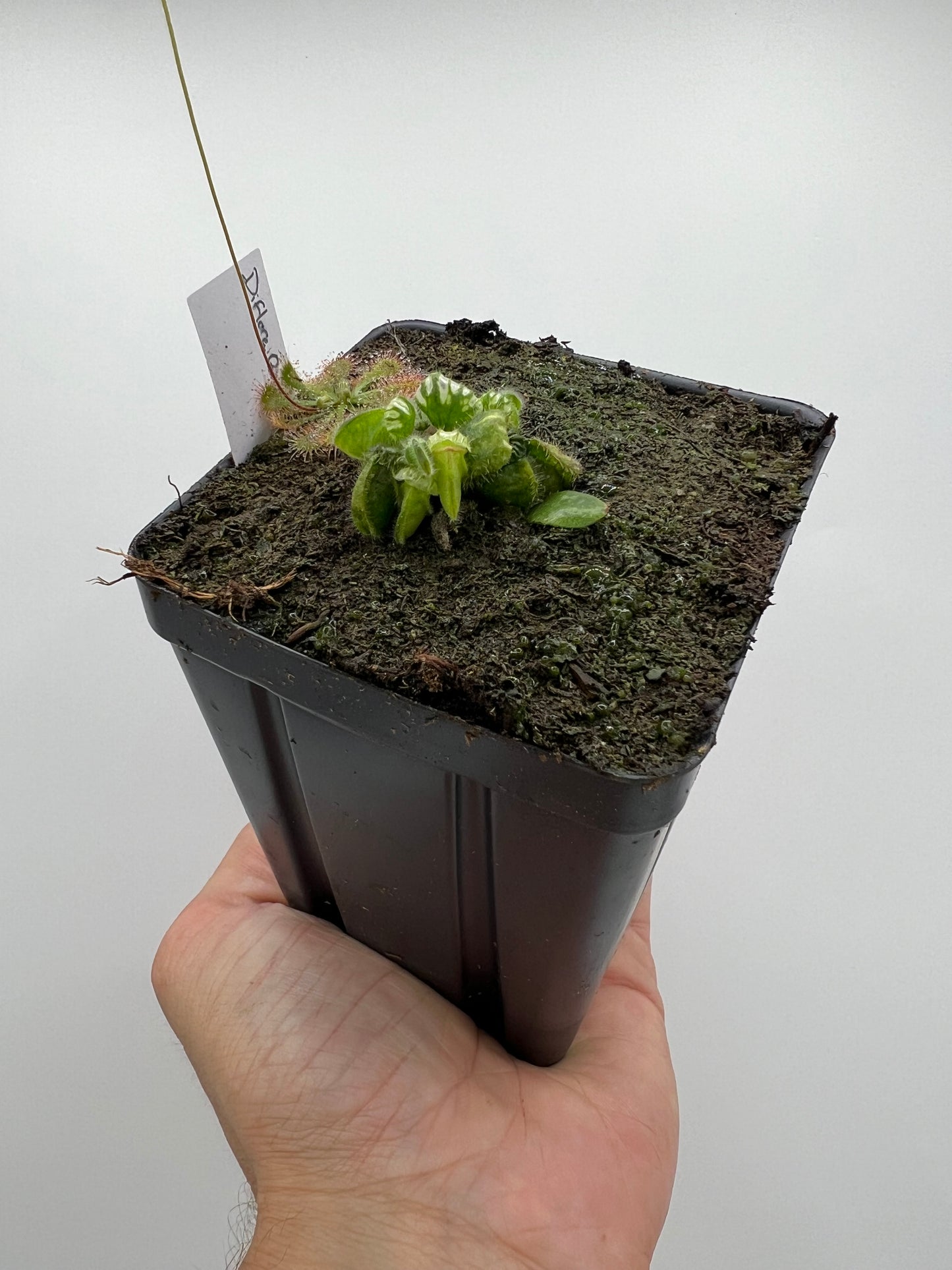Cephalotus follicularis “Diflora giant”
