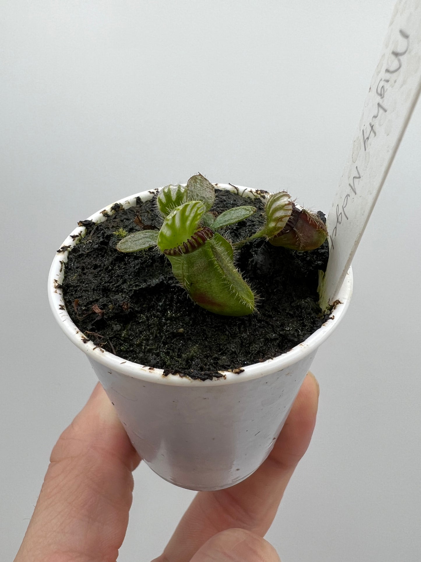 Cephalotus follicularis “Mighty Midget” - *Rare*