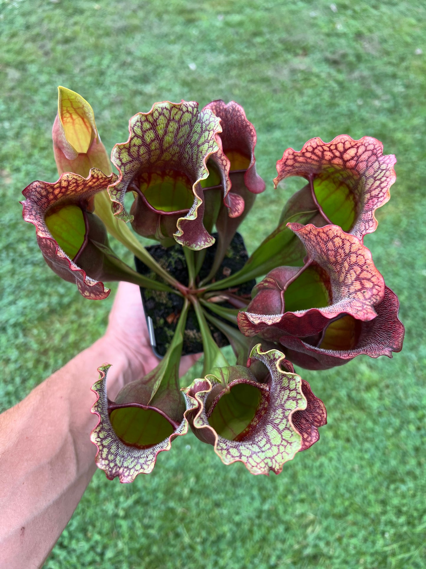 Sarracenia purpurea ssp. purpurea “Special” #7