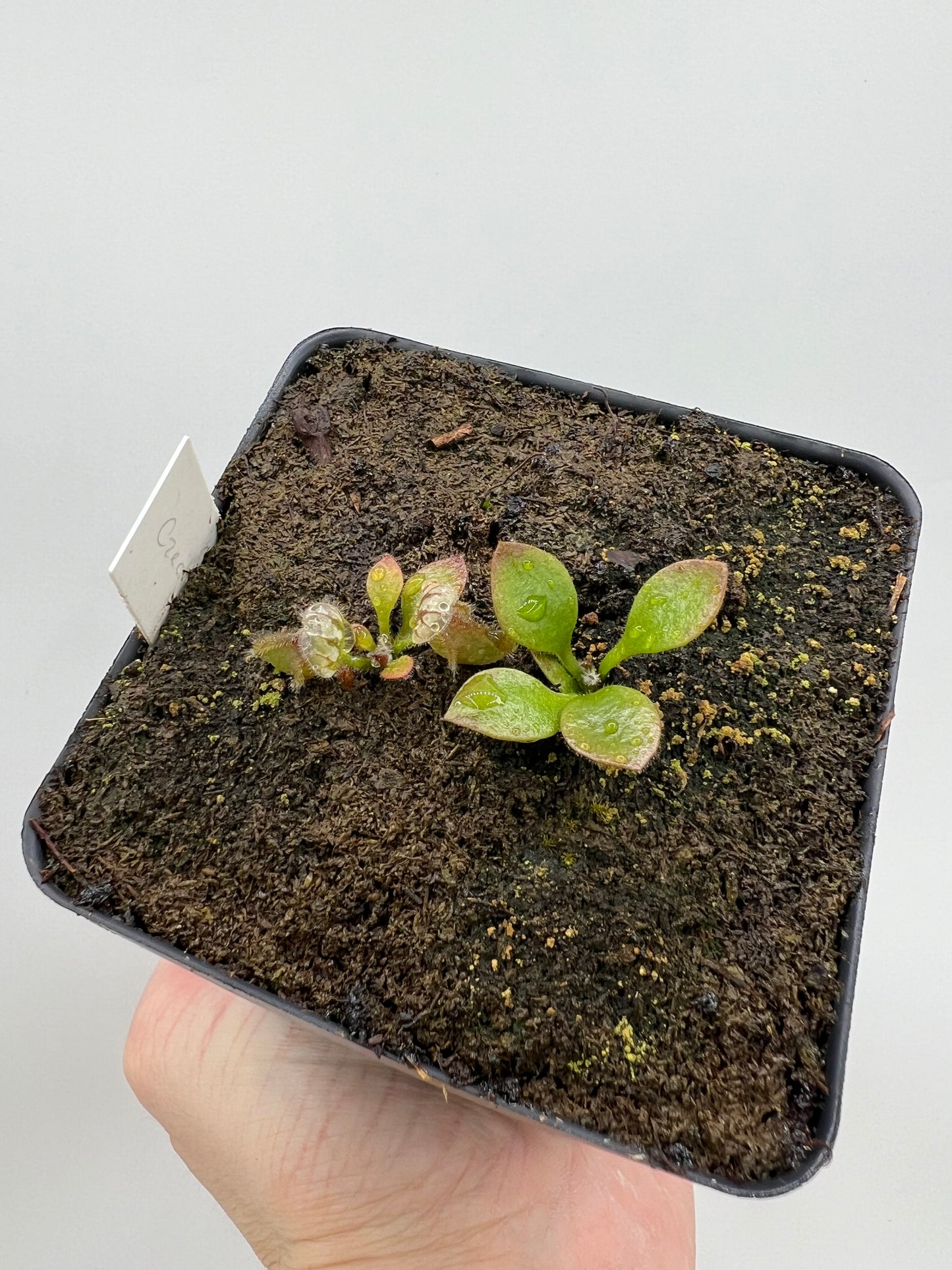 Cephalotus follicularis “Czech Giant”