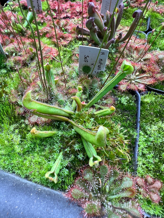Heliamphora Nutans Giant x self (LC2 6.9.19)