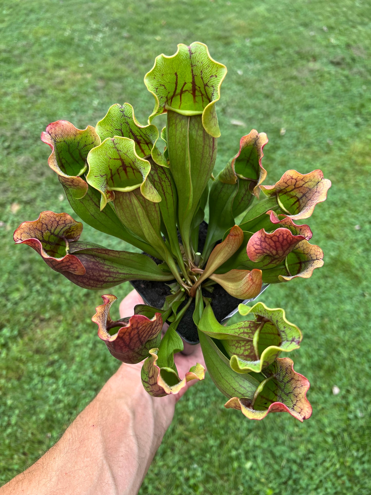 Sarracenia purpurea ssp. purpurea (Norfolk Co, MA) x (Bruce Co, Ontario Canada) - Seed Grown #19