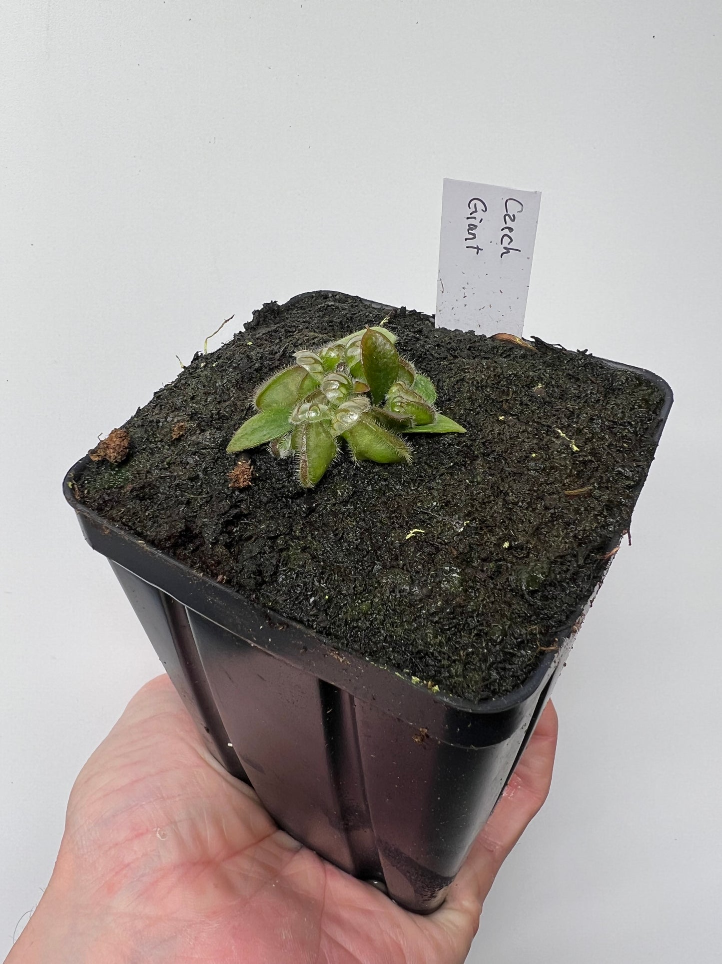Cephalotus follicularis “Czech Giant”