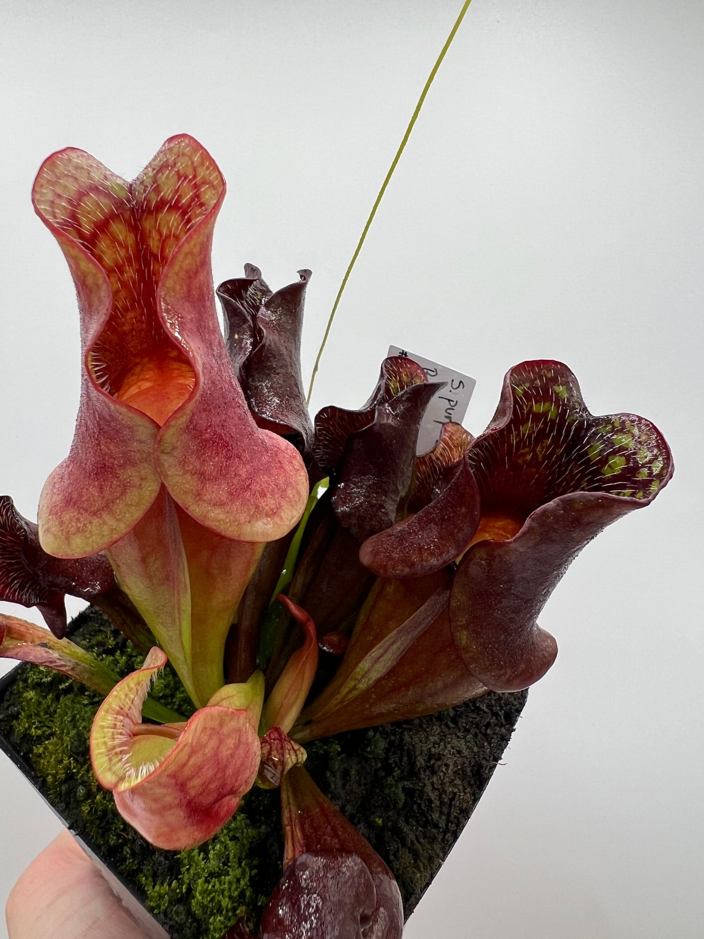 Sarracenia purpurea ssp. venosa (Brunswick Co, NC x Carteret Co, NC) - Seed Grown #2