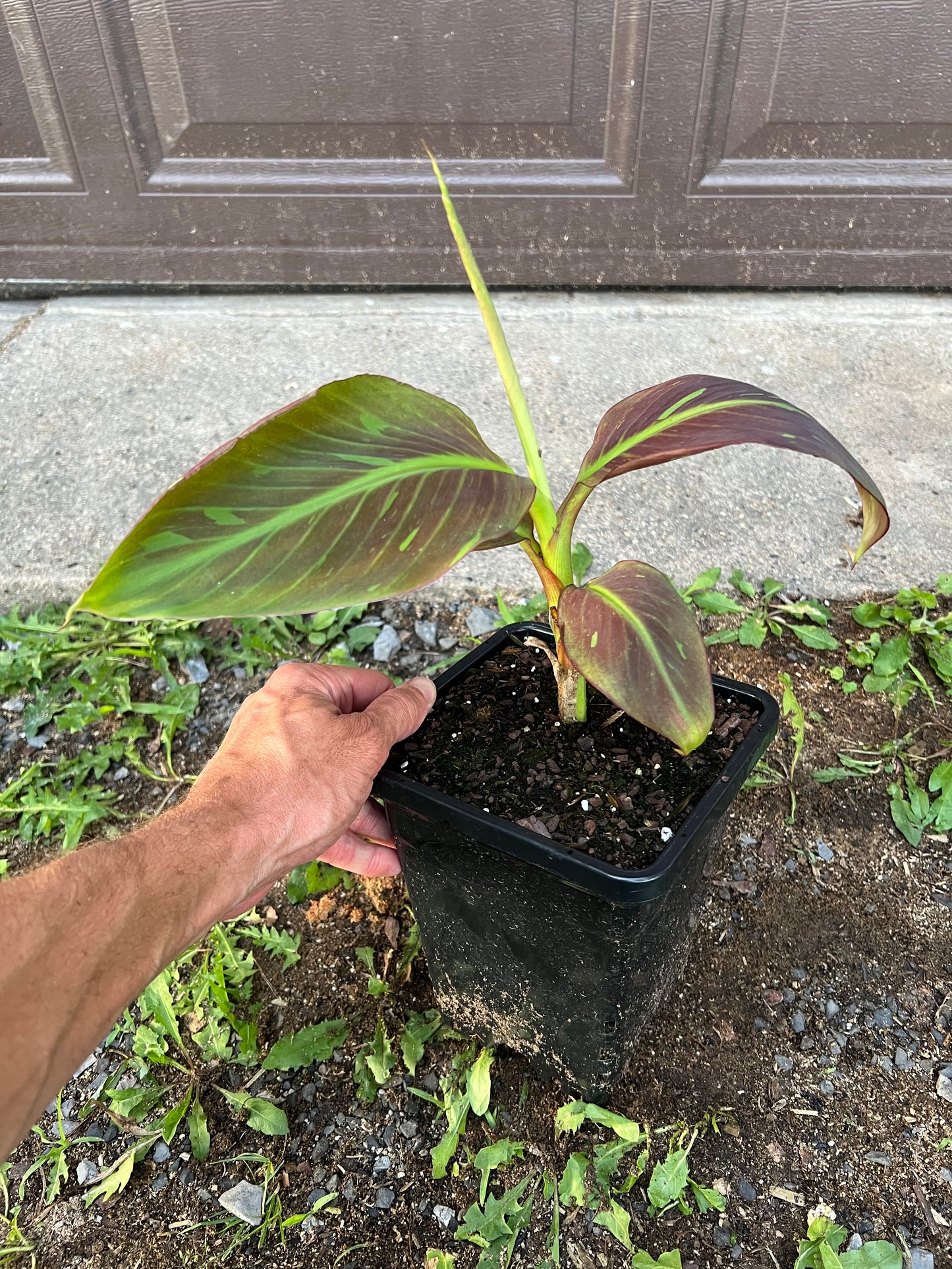 Musa ‘Siam Ruby’