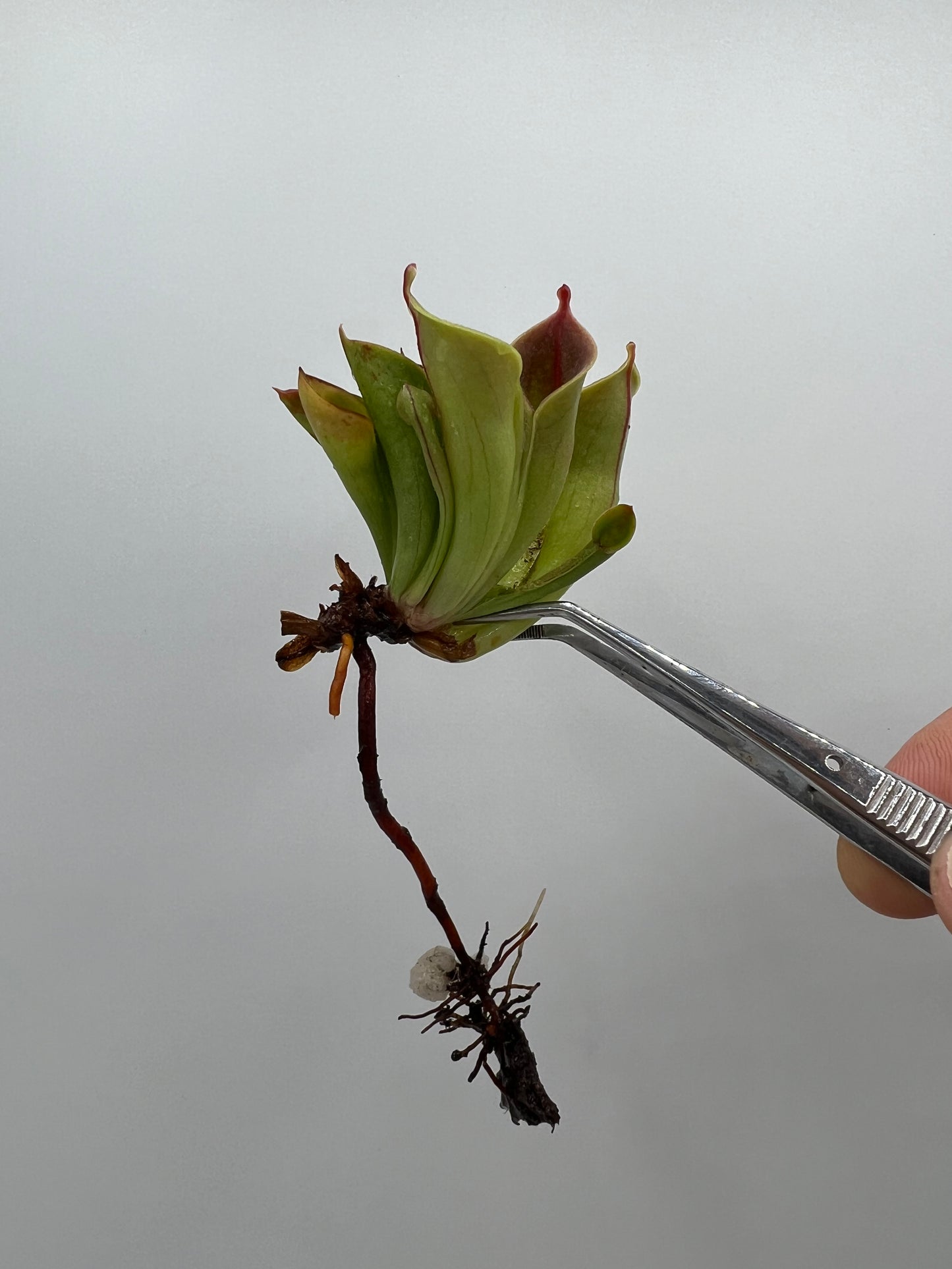 Heliamphora minor var. minor “FTS Clone”