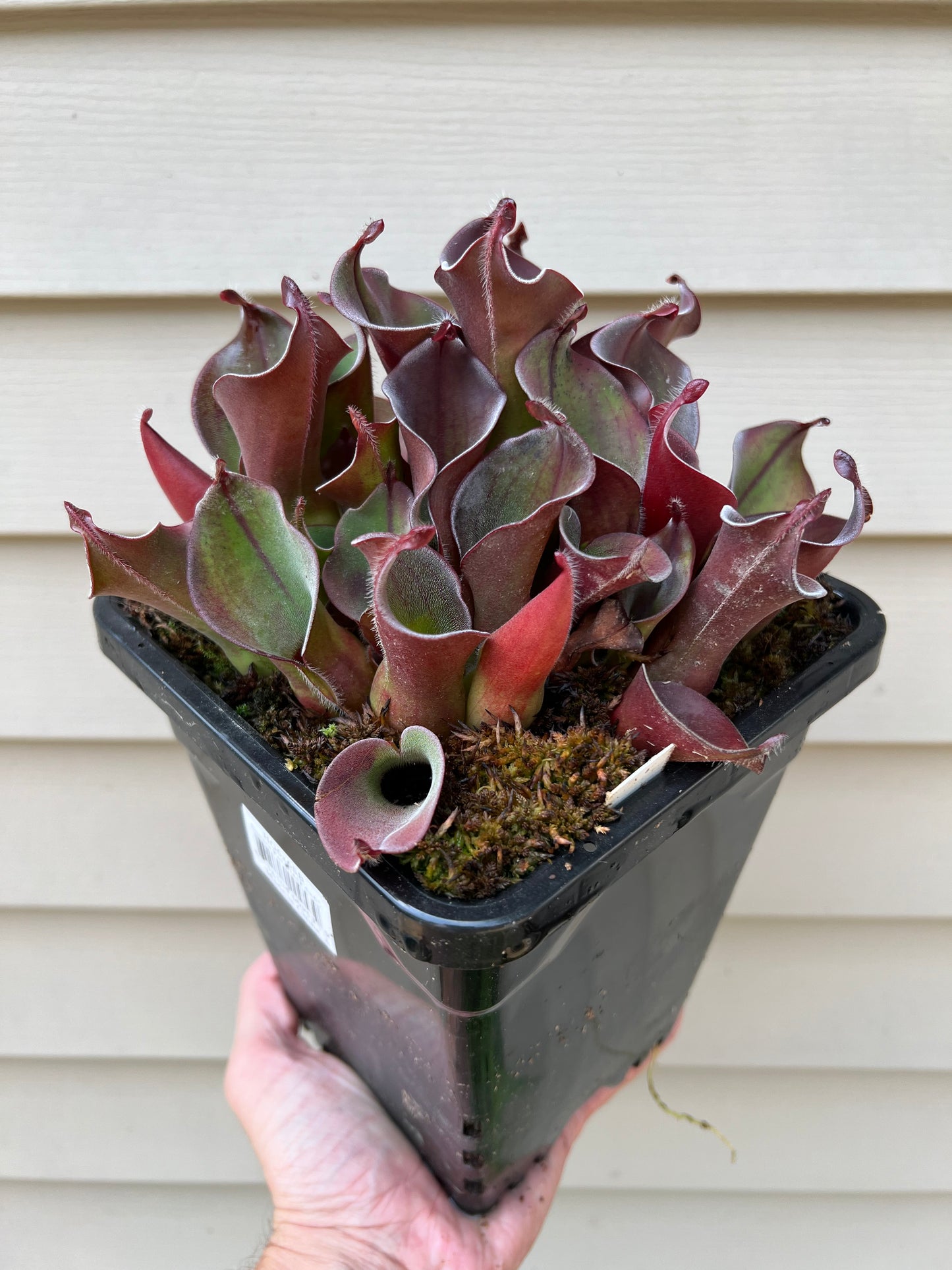 Heliamphora ciliata - Fresh Division (C)