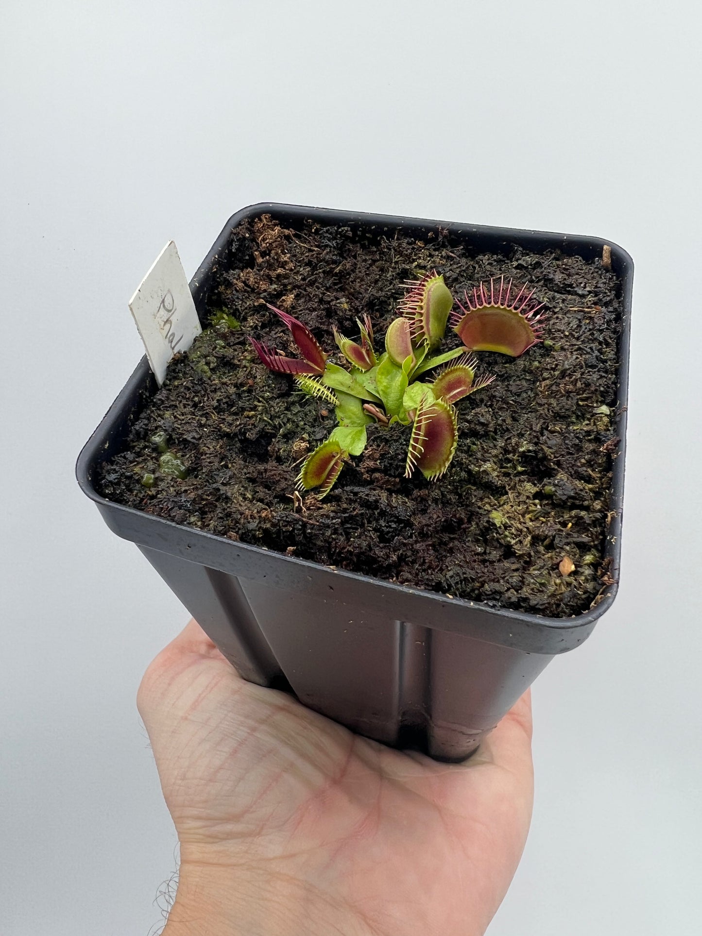 Dionaea muscipula ‘Phalanx’