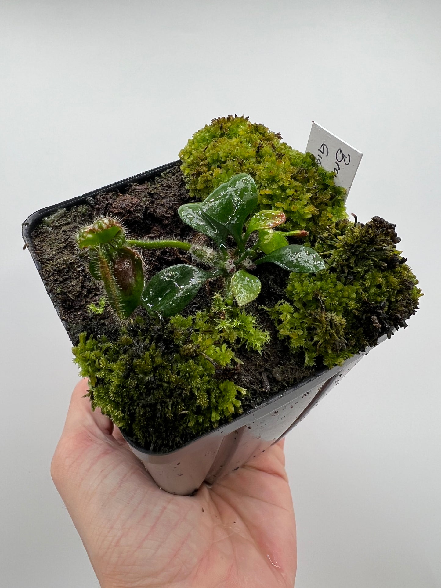 Cephalotus follicularis “Brewers Giant”