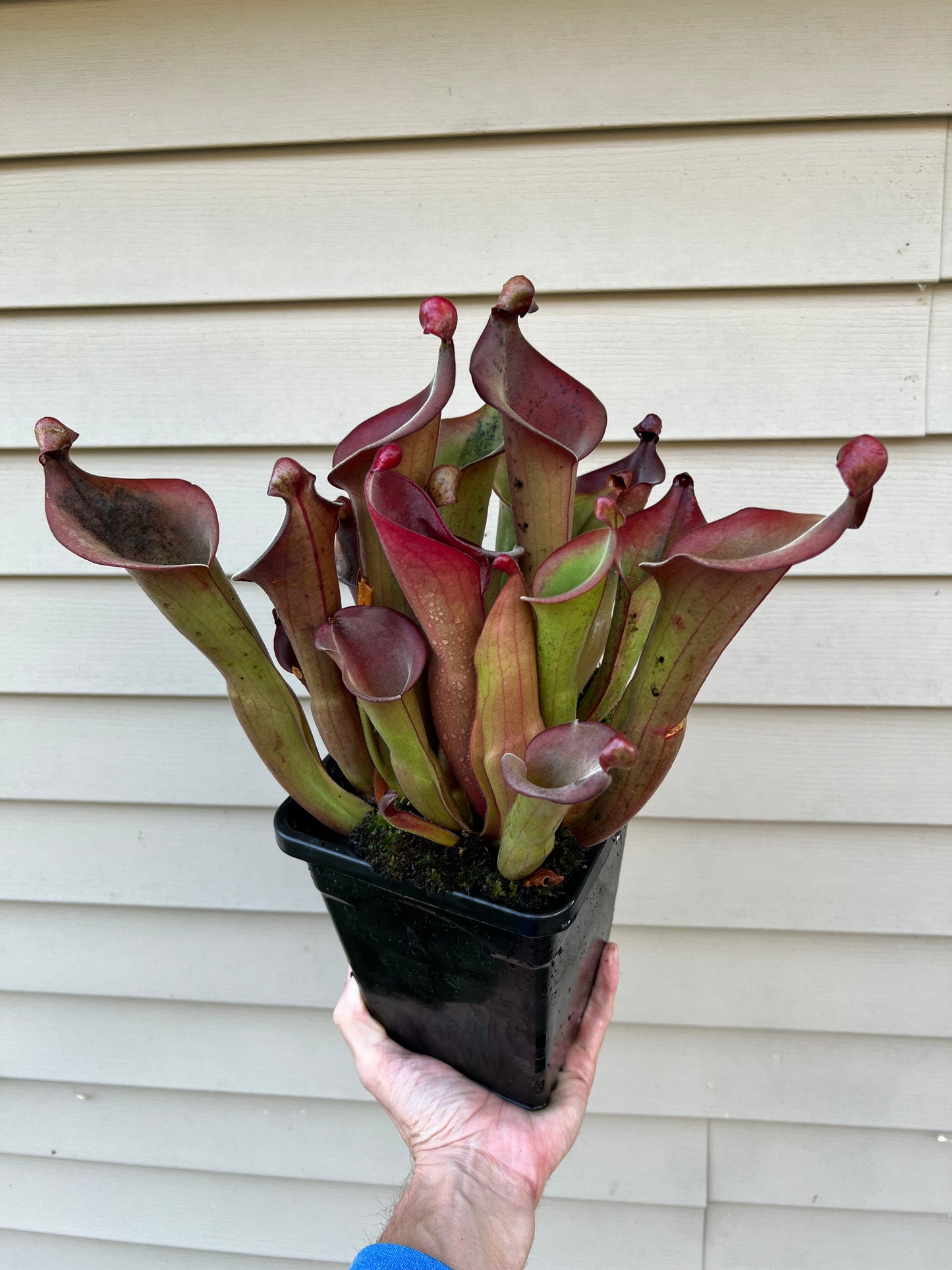Heliamphora “Nutans Giant” x (tatei x folliculata) SG 8.14.19 LC1 - Division D