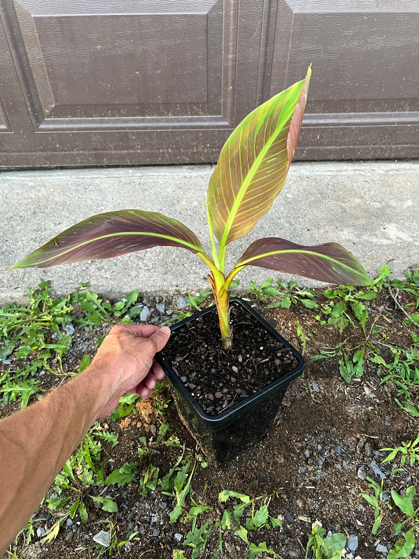Musa ‘Siam Ruby’