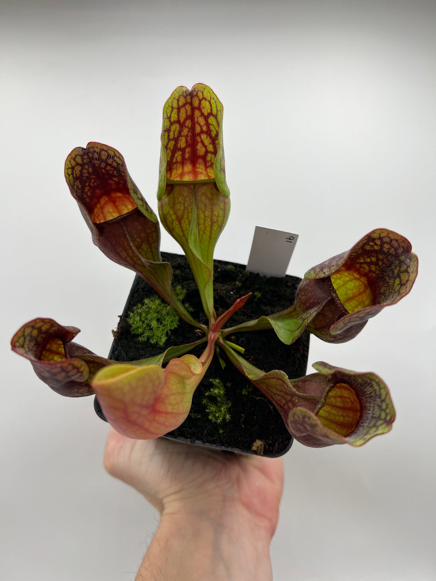 Sarracenia purpurea ssp. purpurea (Centre Co, PA) - Seed Grown #91