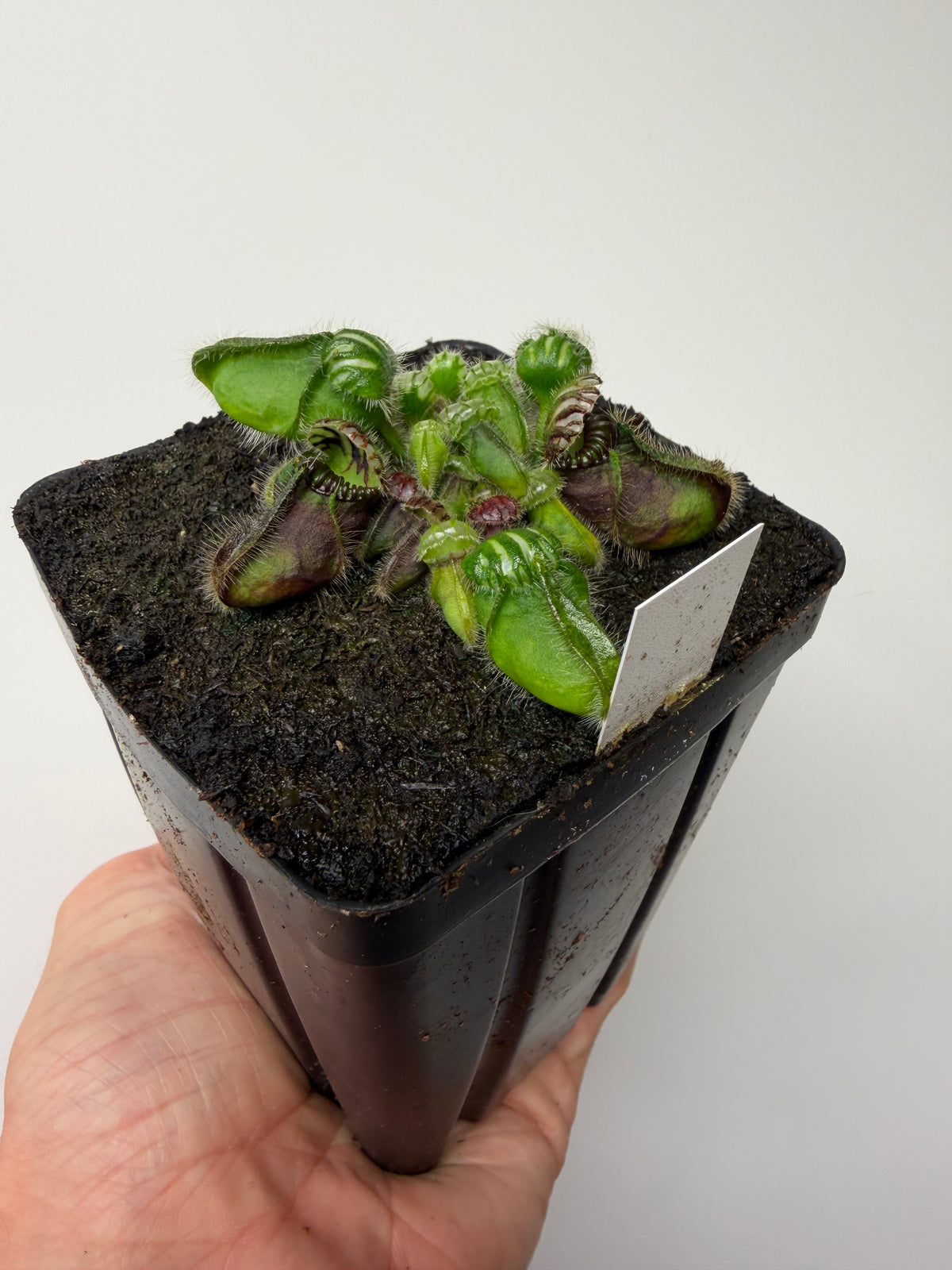 Cephalotus follicularis “Hampshire Red” #9
