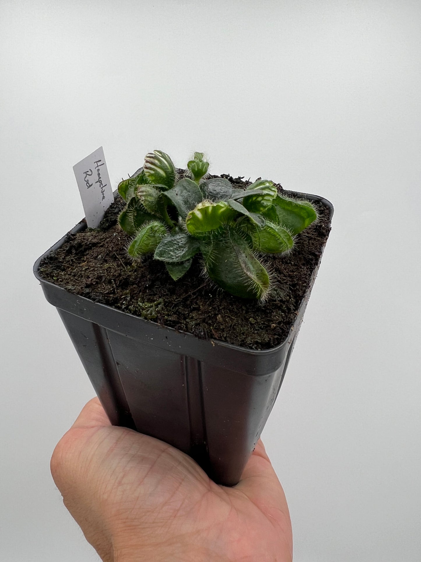 Cephalotus follicularis “Hampshire Red”