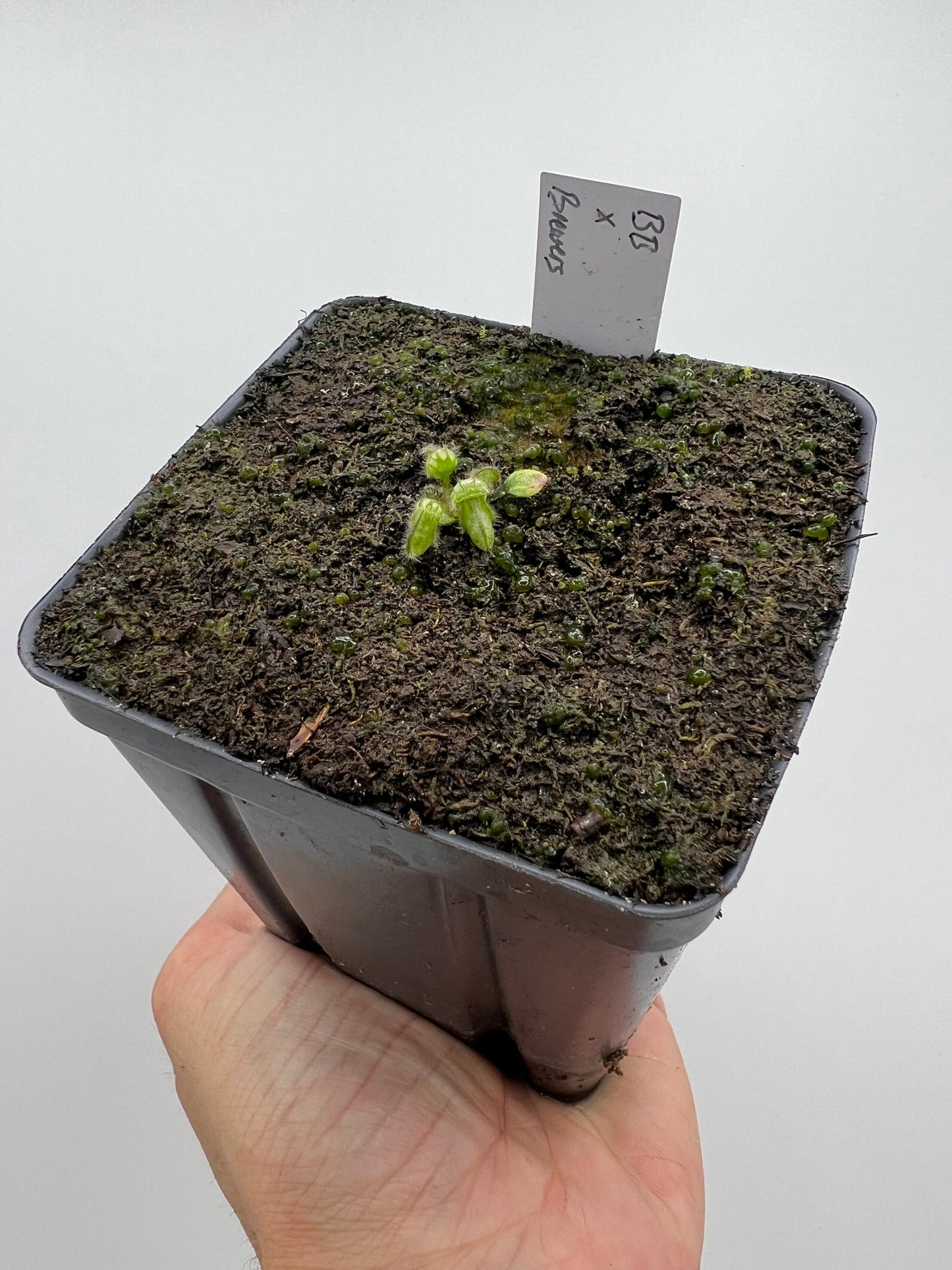 Cephalotus follicularis “Brewers Beauty” x “Brewers”