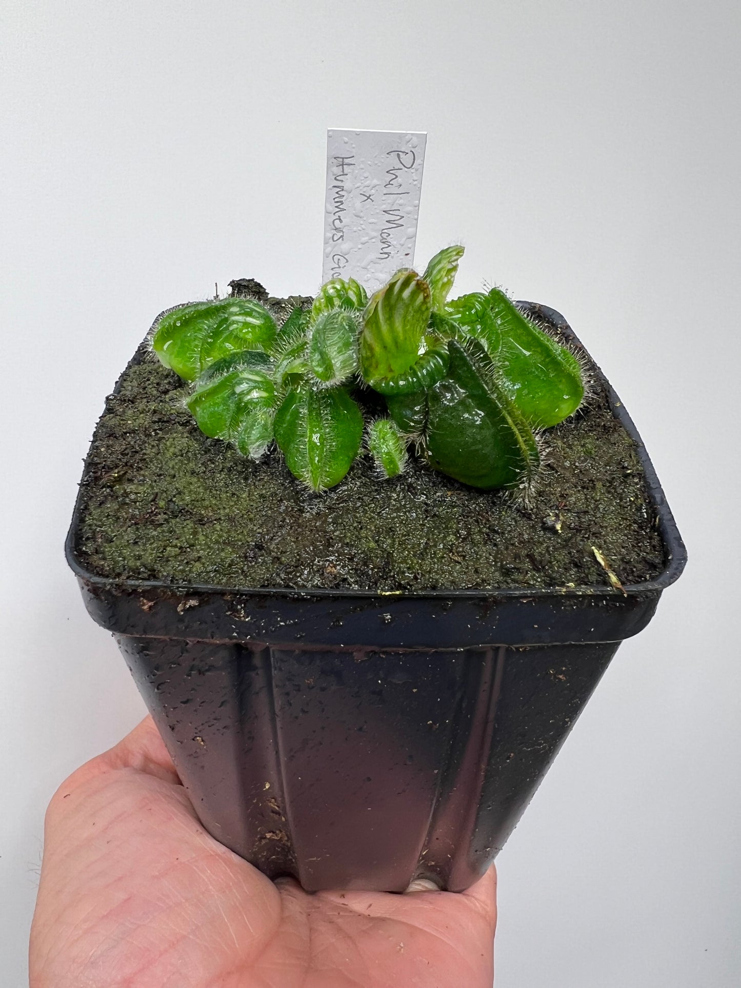 Cephalotus follicularis “Phil Mann” x “Hummers Giant”