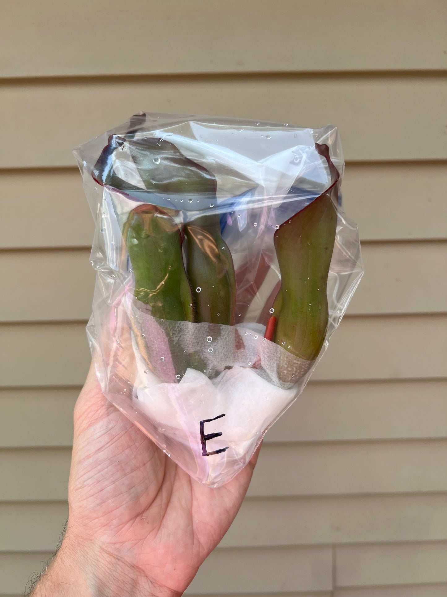Heliamphora spec. Akopan x (heterodoxa x ionasi) #1 - Fresh Division (E)