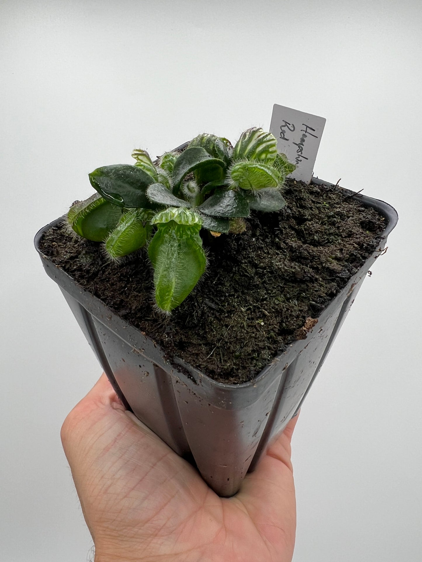 Cephalotus follicularis “Hampshire Red”