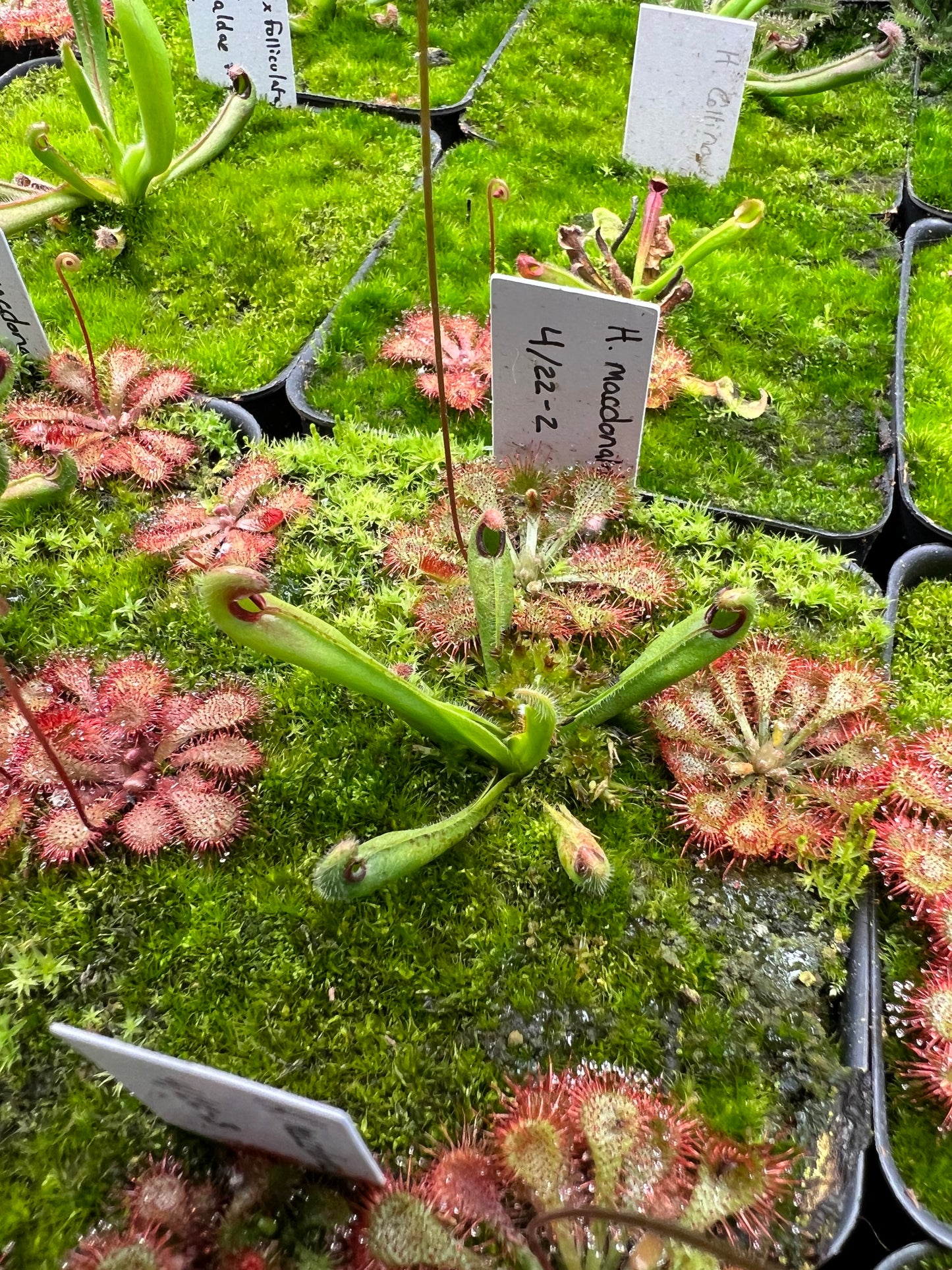 Heliamphora macdonaldae - Seed Grown #2