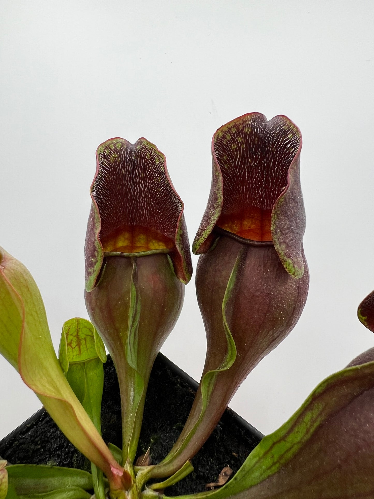 Sarracenia purpurea ssp. purpurea (Centre Co, PA) - Seed Grown #111